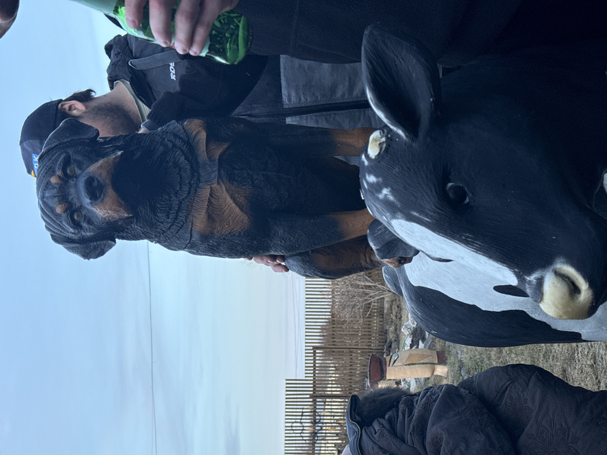 A man is holding a statue of a Rottweiler dog next to a black and white cow statue outdoors. The man wears a black jacket, a black baseball cap, and a tan shirt. He is also holding a green glass bottle. A fence is visible in the background. The location may be Sukhobuzimskoye, Russia.