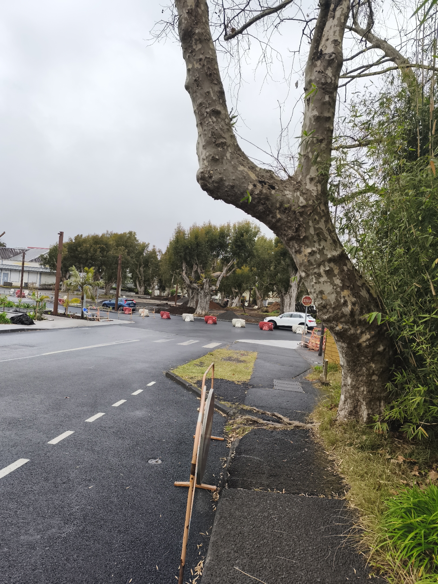 The image depicts a street scene in La Plaine-des-Palmistes, France. A large sycamore tree dominates the foreground on the right, its mottled bark prominent. To the left, a paved road curves, marked with dashed white lines. Construction barriers, including red and white plastic bollards and orange fencing, are visible along the roadside, indicating ongoing work. A white car is parked near a stop sign in the distance. Lush green bamboo and other foliage line the right side of the image, contrasting with the bare branches of the sycamore and the overcast sky. The overall atmosphere is muted, likely due to the weather.