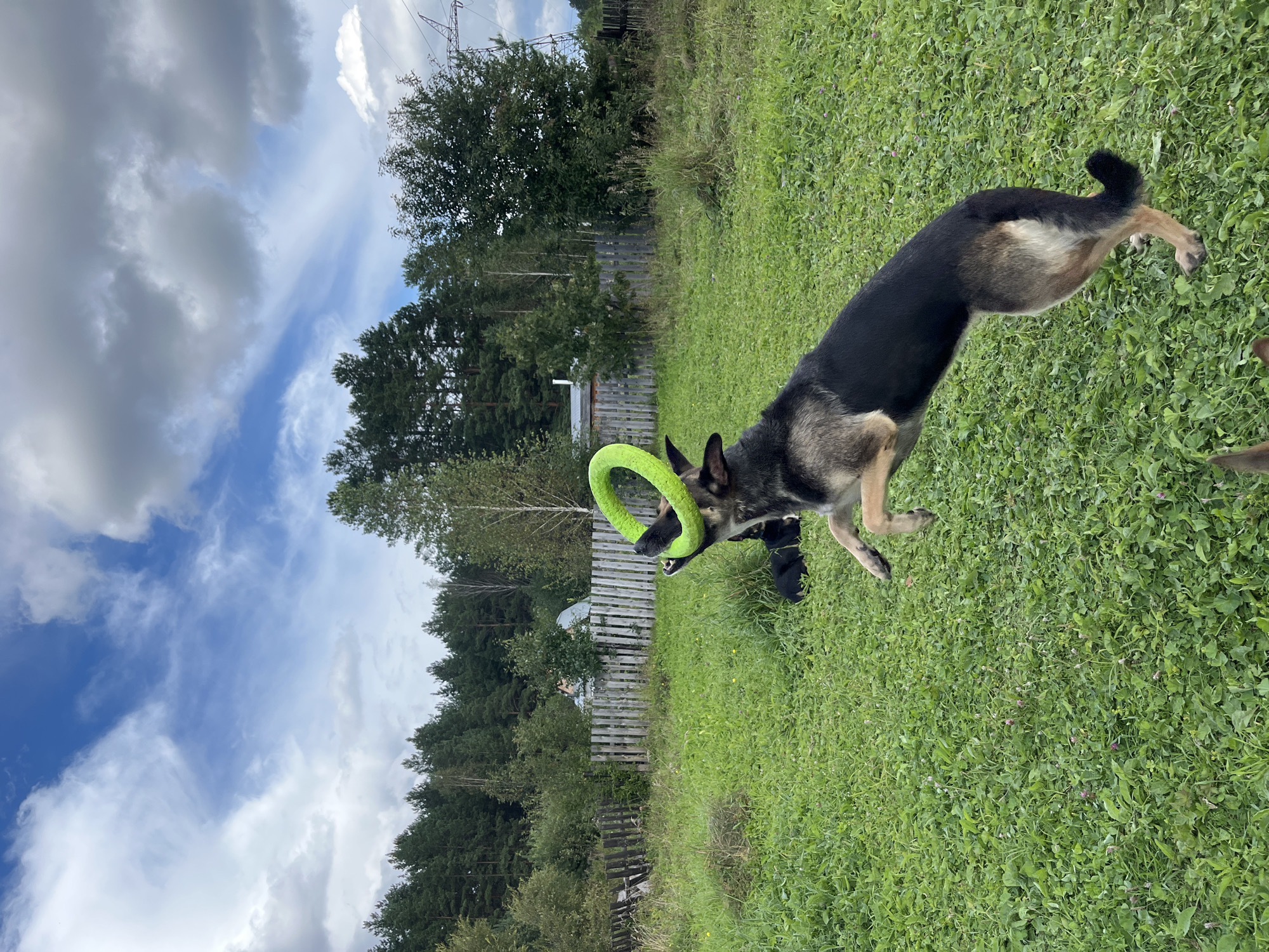 In a grassy yard, a German Shepherd-mix dog jumps in the air, catching a bright green ring toy with its mouth. The dog is in mid-leap, its body extended and its paws off the ground. Another dog, a black breed, lies on the grass in the background. A wooden fence runs across the yard, with trees and a power line tower visible behind it. The sky is blue with scattered clouds. The scene appears to be in a rural or suburban area of Nizhny Tagil, Russia, characterized by its natural landscape and modest fencing.