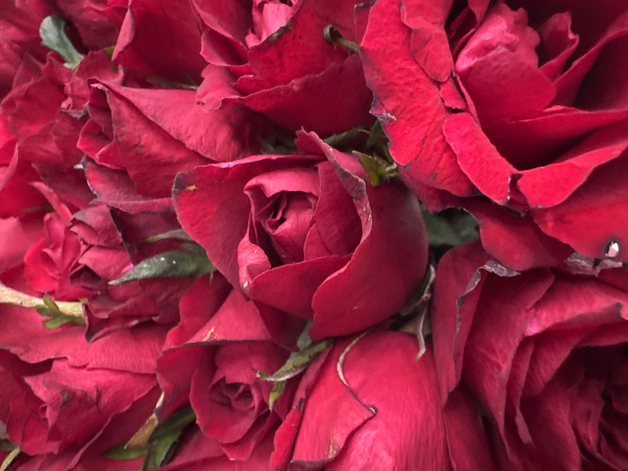 The image shows a close-up of a bouquet of deep red roses. The roses are tightly packed together, with the petals overlapping and partially obscuring one another. There are no people or other objects visible. The overall environment suggests a floral arrangement, potentially intended for display or gifting. While the location is given as North Kuta, Indonesia, there is no discernible visual evidence in the image itself to confirm or deny this.