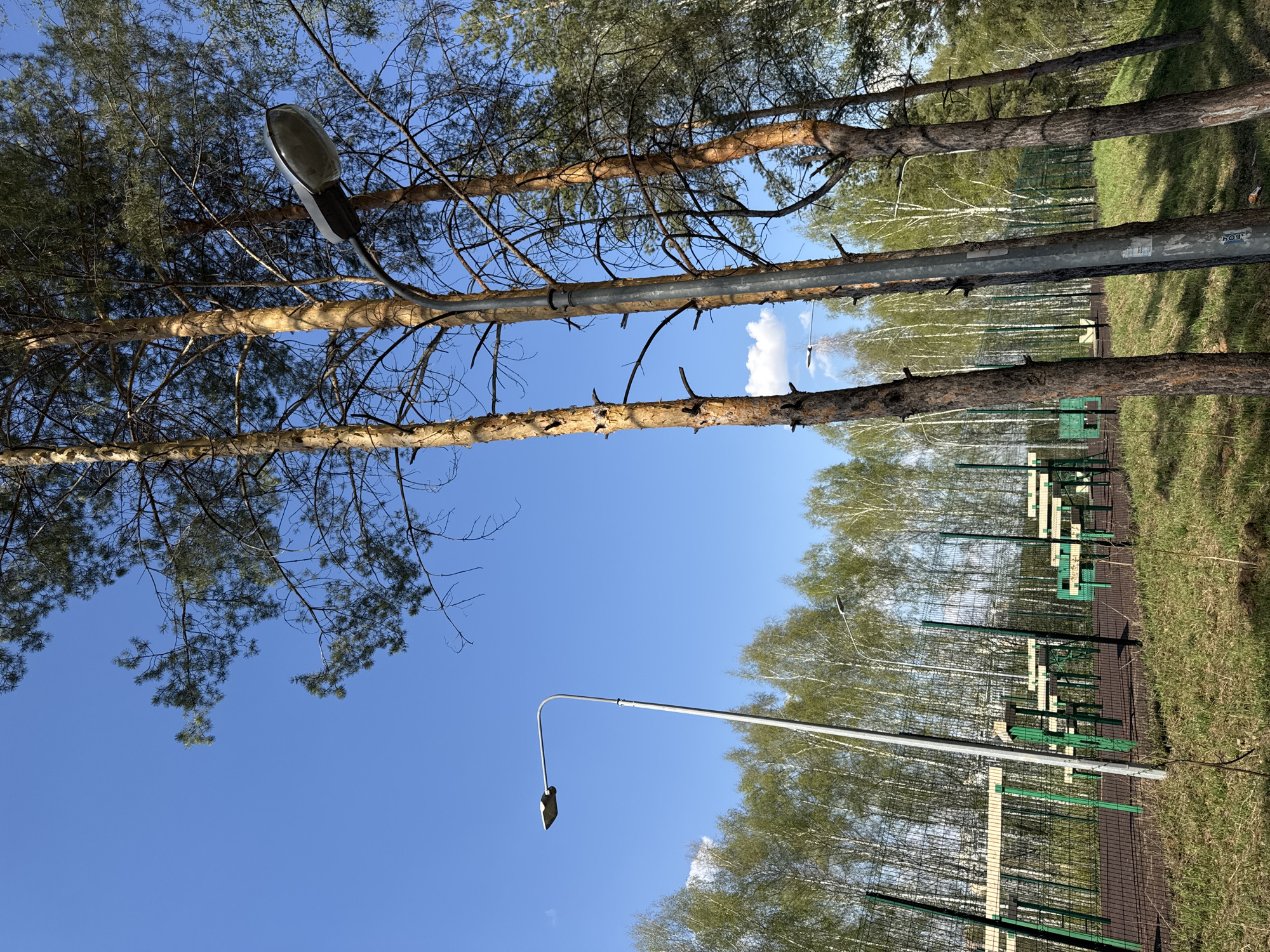 The image depicts an outdoor scene in Kazan, Russia, under a bright blue sky. In the foreground, two pine trees with brown bark and sparse green needles frame the top and left sides of the view. Between the trees, a grey metal lamppost extends upwards.
Beyond the pine trees, a row of birch trees with slender white trunks and budding green leaves runs parallel to a fence. The fence is dark green with occasional beige accents and appears to enclose a sports area, suggested by a glimpse of metal bars that appear to be part of a park or playground.
The ground is covered with light green grass and is only sparsely visible beyond the fence. Another lamppost with a similar design is seen in the distance near the birch trees. The overall impression is a blend of natural and urban elements within Kazan.