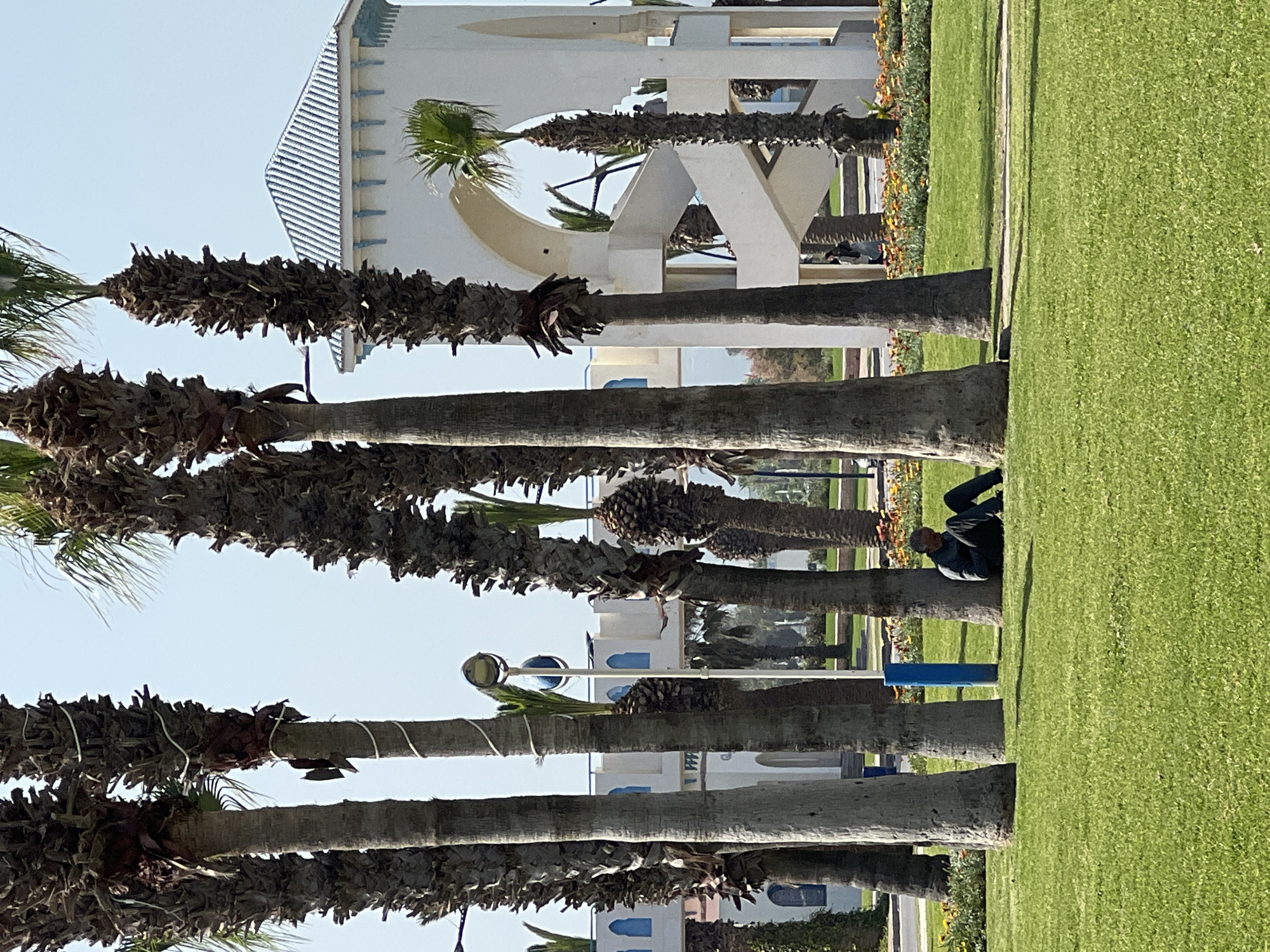 A sunny outdoor scene in M'Diq, Morocco, features a long line of tall palm trees separating a manicured green lawn from a collection of white buildings. The image is composed with the palm trees running vertically from the foreground to the midground, their rough, textured trunks visible. Most palm fronds are out of view at the top, but some green fronds are visible on several trees.
On the bright green grass, a person is visible in the midground, sitting or crouching next to one of the palm trees. They are dressed in dark clothing, including a jacket or sweatshirt and pants, and wear a cap. A small rectangular blue object, possibly a bench or planter, is located near them on the grass.
In the background, behind the palm trees and across the lawn, several white buildings with distinct architecture are present. These buildings feature blue trim, arched windows, and decorative elements. One prominent building has a large circular opening in its facade. Another building shows a distinct patterned roof. The clear blue sky is visible above the buildings and between the palm fronds. The bright lighting and visible shadows suggest it is daytime, likely a sunny morning or afternoon. No visible text is present in the image.