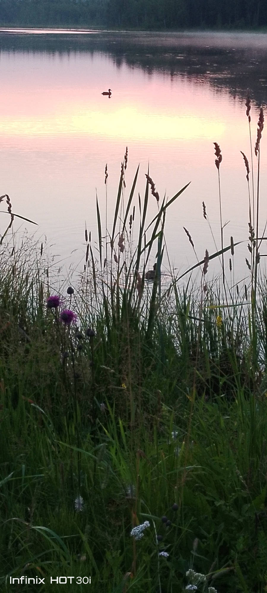 A serene lake scene at dawn or dusk, with a single duck swimming in the calm water. The water reflects the soft, pastel hues of the sky, transitioning from a pale pink near the horizon to a muted yellow and then a gentle gray. The background features a blurred treeline, indicative of a natural, perhaps forested, environment. In the foreground, tall grasses and reeds dominate, creating a textured border. Among the greenery, two vibrant purple thistle flowers stand out, adding a splash of color. The overall atmosphere is peaceful and tranquil, suggesting a quiet moment in nature. The visible text "Infinix HOT 30i" indicates the device used to capture the image.