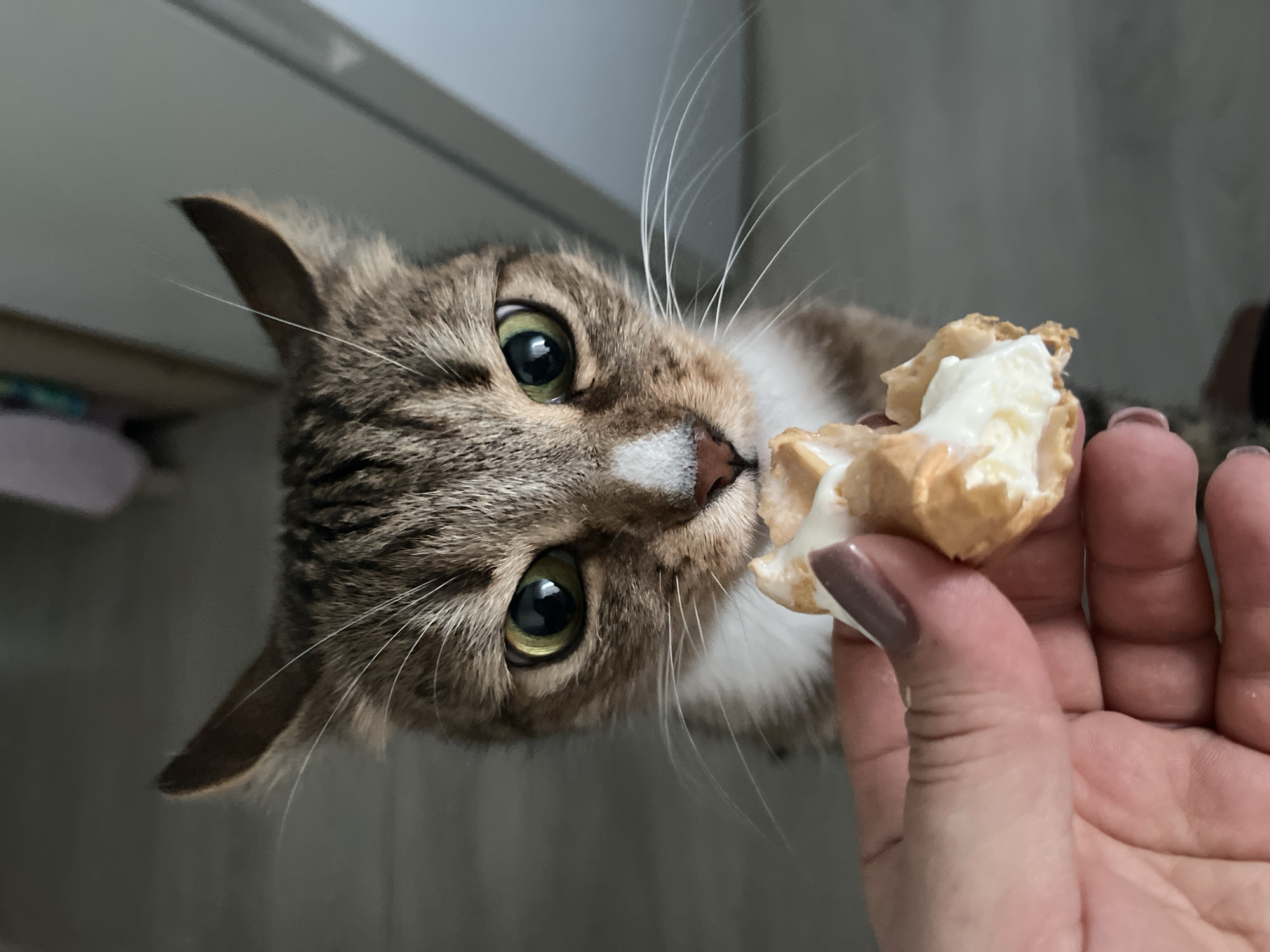 A tan tabby cat is eating a cream puff held by a human hand. The cat has green eyes, a white nose, and white whiskers. The human hand has fingernails painted a taupe color. The background is a blurred grey wall. The location is not specified within the picture.