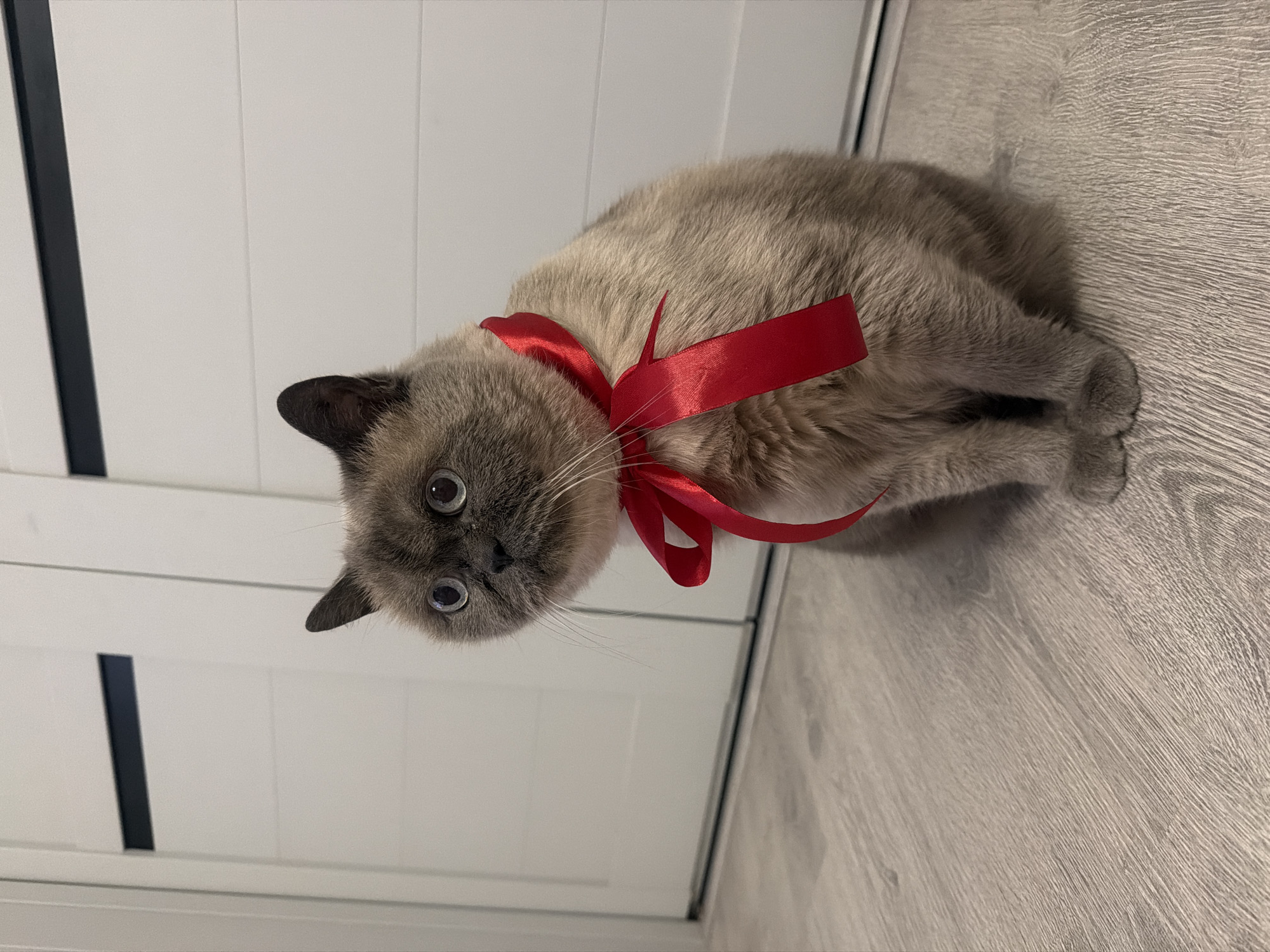 A cat with gray fur and blue eyes is wearing a red ribbon tied around its neck. The cat is lying on a gray wood-patterned floor. Behind the cat is a white door with a black stripe. The location is indoors and likely within a private residence.