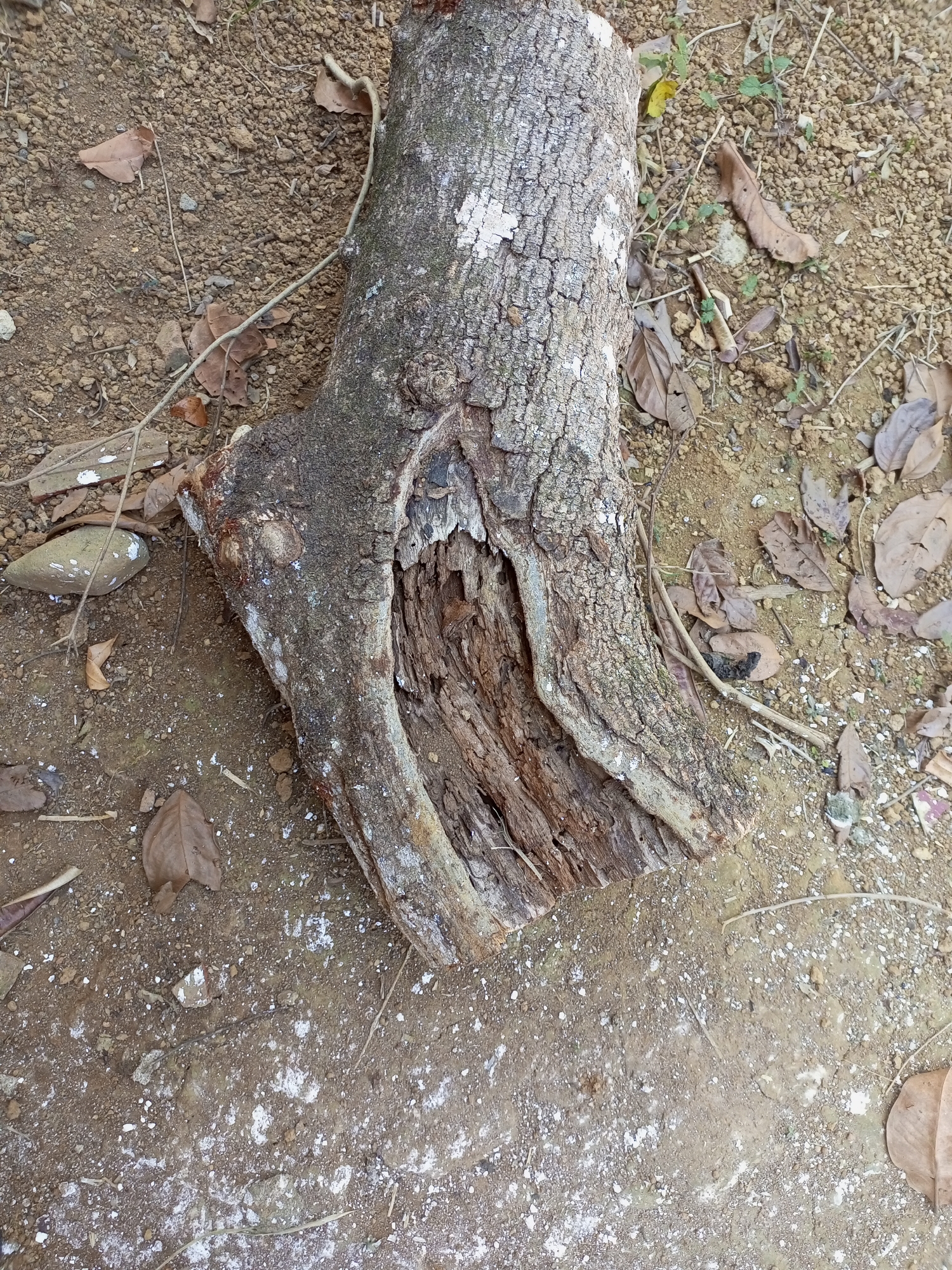 In Jatipurno, Indonesia, a close-up, high-angle shot reveals the base of a dead tree trunk lying on the ground. The trunk is approximately one foot in diameter and appears to be old and decaying, with significant rot and hollows visible in its structure. The bark is rough and textured, with patches of white lichen or fungus. The ground surrounding the trunk is composed of dirt and small pebbles, interspersed with fallen leaves and twigs. A few small green plants are growing in the dirt. The overall scene suggests a natural, undisturbed environment.