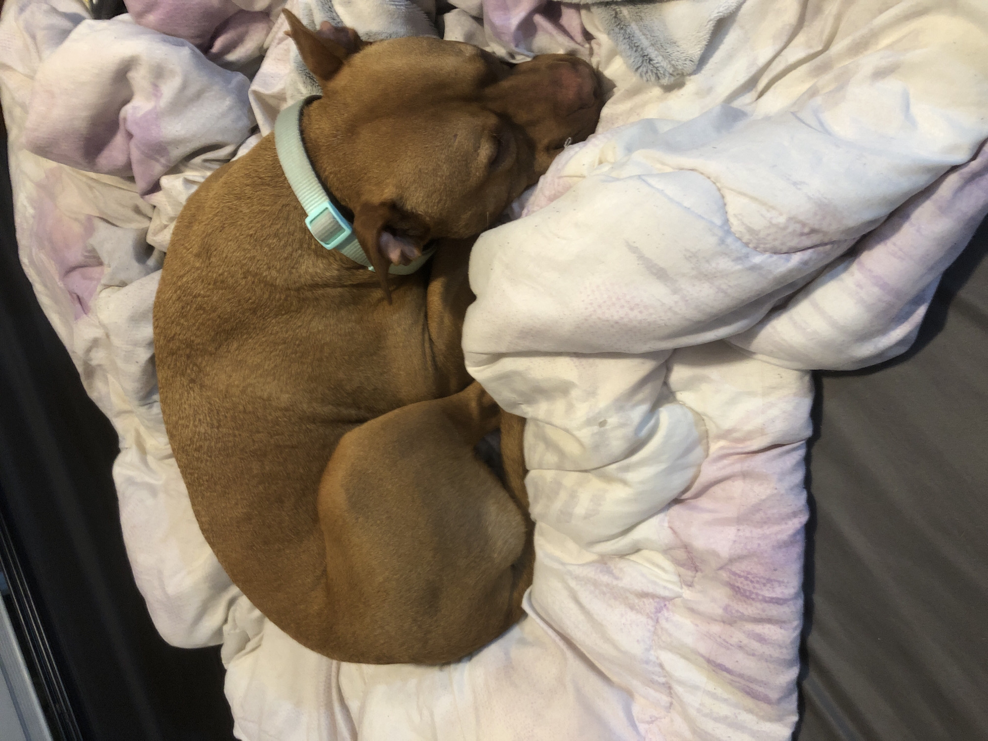 A brown pitbull-type dog is curled up asleep on a bed. The dog has a light blue collar with a grey buckle. The bed has grey sheets and a white comforter with a faint lavender pattern. The location is not identifiable as Sofia, Bulgaria, based on the visual information.