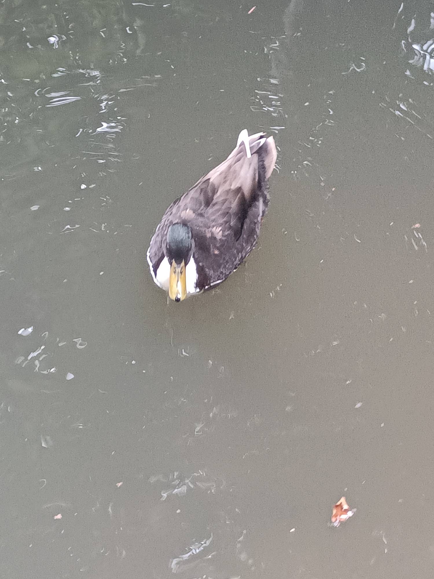 A mallard duck floats on murky water. The duck is dark brown and gray with a dark green head and a yellow bill. Its back feathers are ruffled and white. The water is disturbed by ripples and small white and light pink debris. The image appears to be taken from above, looking down at the duck. There is no indication of Houlgate, France in the image.