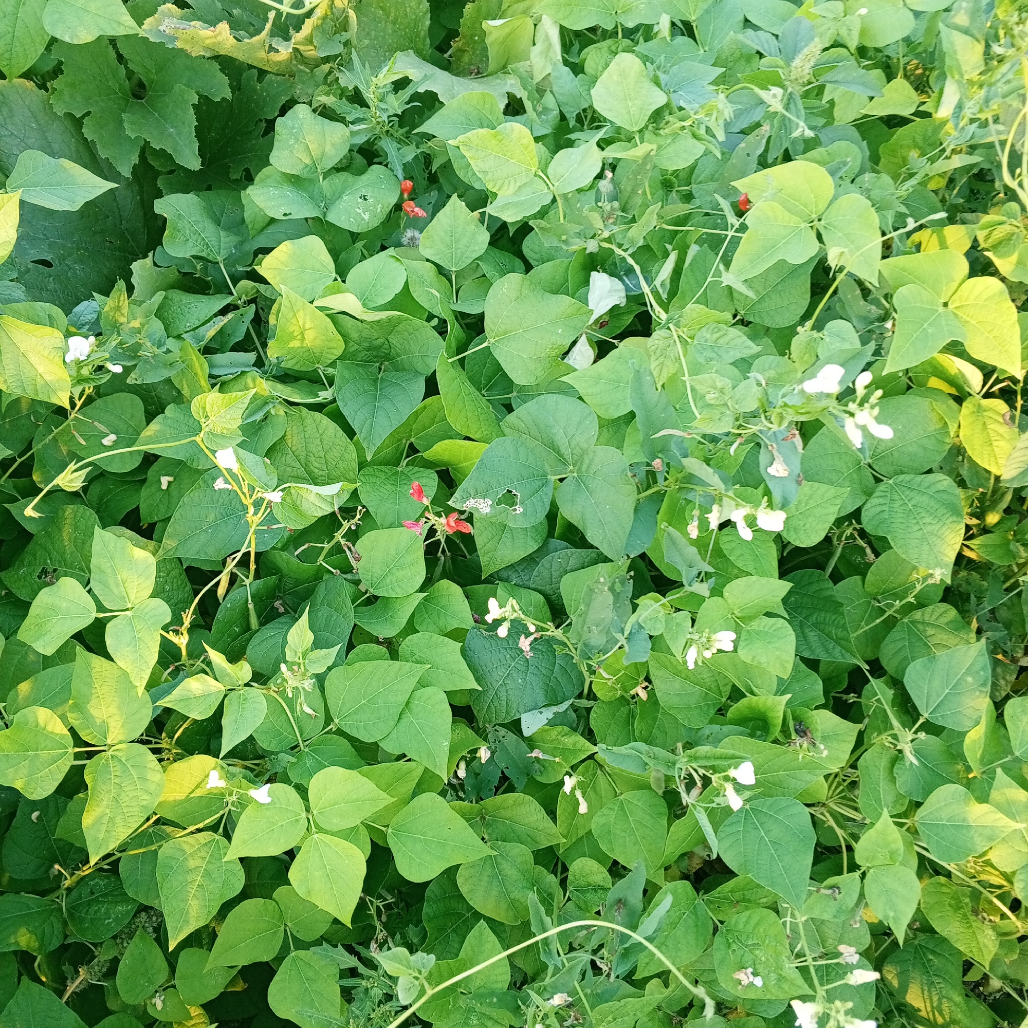 A close-up, overhead shot captures a dense patch of lush green bean plants. The leaves are broad and vibrant, with some showing slight yellowing or damage, indicating maturity or potential pest activity. Scattered amongst the foliage are small, delicate white and red flowers, suggesting the plants are in bloom and beginning to produce beans. Thin, winding vines are visible, intertwining with the leaves and stems, adding to the wild, overgrown appearance of the patch. The lighting suggests it is either early morning or late afternoon, with a warm glow illuminating parts of the plants. The image depicts a natural, untended section of a garden or field, likely located in the city of Sayanogorsk, Russia, given the context of the provided location. There are no people or animals visible in the frame.