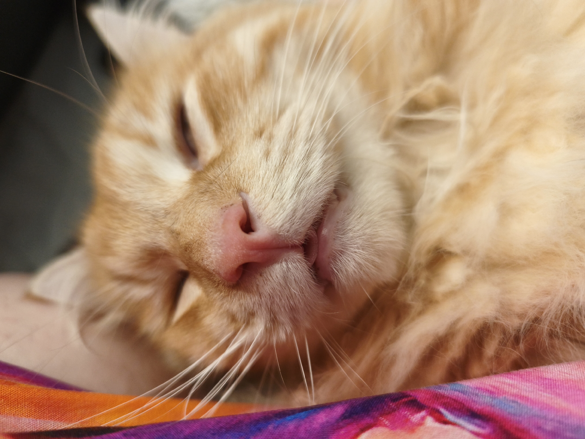 A close-up shot captures an orange tabby cat sleeping soundly. The cat is nestled on a colorful fabric, possibly a blanket or scarf, with vibrant streaks of orange, pink, purple, and blue. The cat's fur is a soft, peachy-orange, and its eyes are closed, suggesting deep sleep. Its pink nose is slightly wet, and its mouth is ajar, revealing a hint of its teeth and tongue. Long, white whiskers fan out from its muzzle, adding to the softness of its features. The background is blurred and dark, drawing all attention to the sleeping feline. The image is taken from a high angle, looking down at the cat.