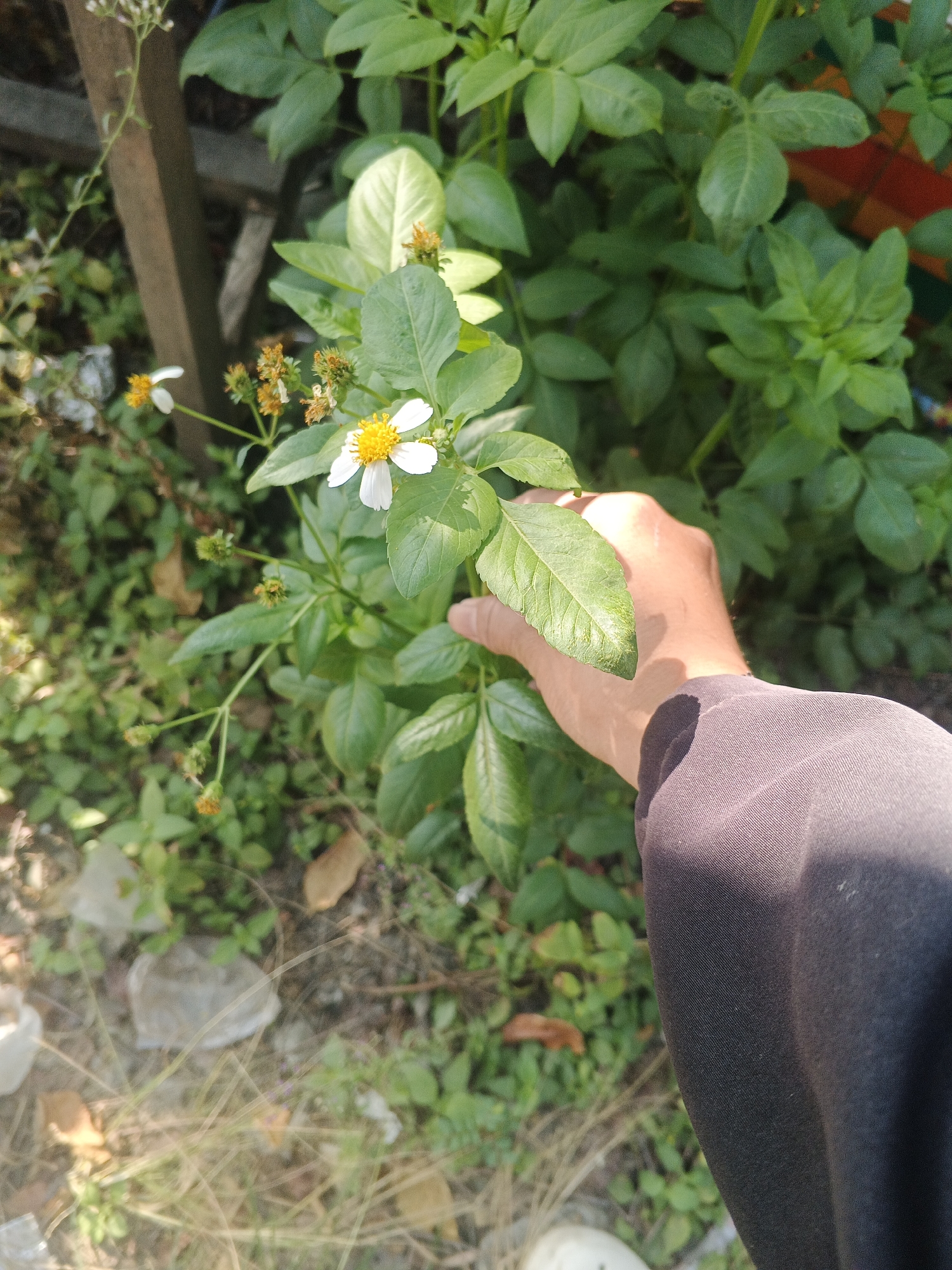 A close-up, eye-level shot captures a person's hand reaching out towards a small white and yellow flower plant, set against a blurred green foliage background. The hand, with visible veins and a light tan complexion, is positioned on the right side of the frame, its fingers gently touching the plant's leaves. The plant, with its delicate white petals and bright yellow center, is the primary focus, illuminated by natural light. The surrounding environment is a mix of green leaves, dry grass, and some scattered debris on the ground. The image appears to be taken outdoors, likely in a garden or natural setting, with the presence of a wooden post to the left suggesting a fence or boundary. The overall scene conveys a sense of calm and appreciation for nature. This image was taken in Tambak Kemerakan, Indonesia.