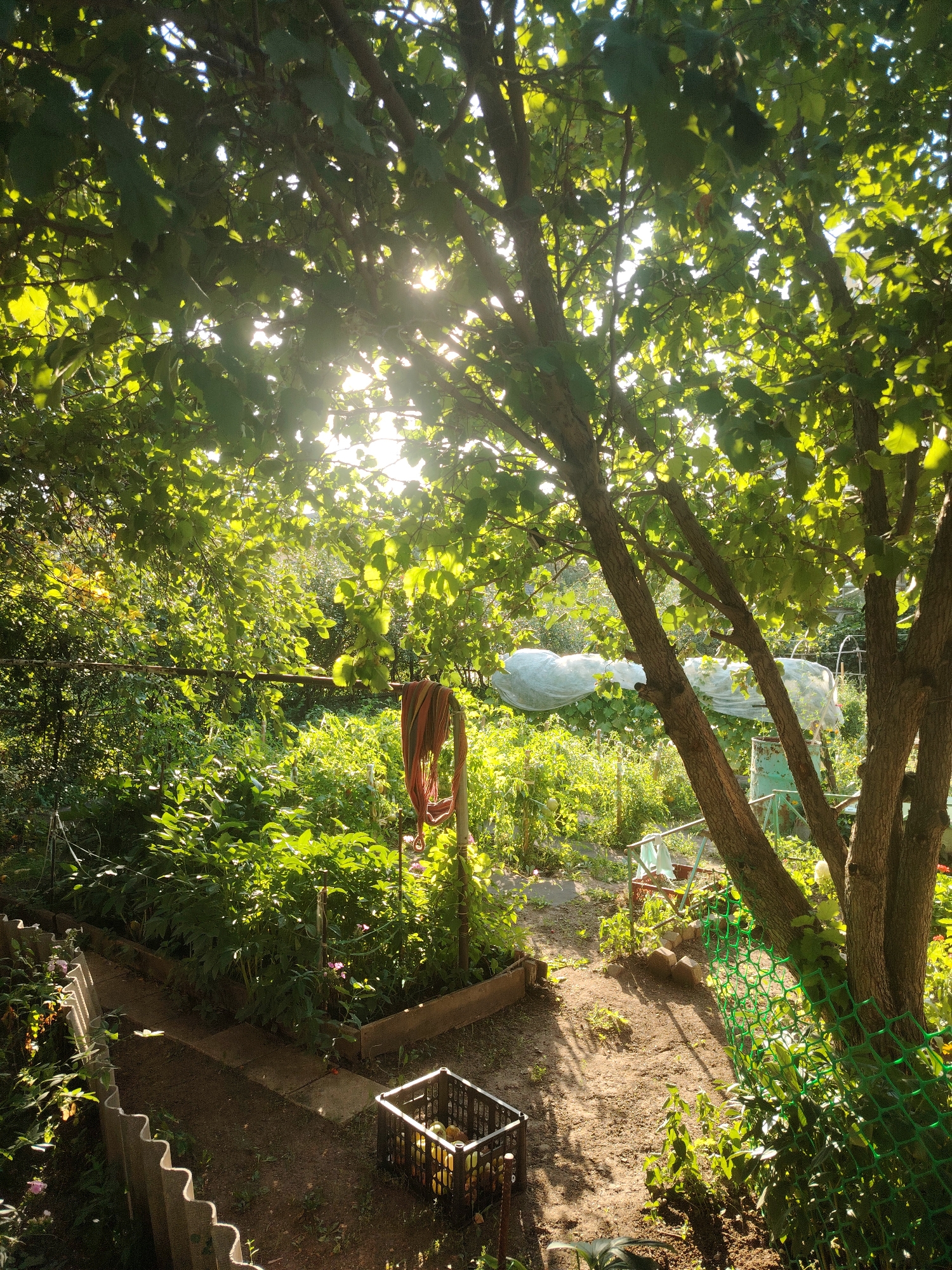 The image depicts a sun-drenched garden with lush green foliage. Sunlight filters through the leaves of a tree in the foreground, casting dappled shadows on the ground. A garden hose is draped over a horizontal support structure. In the middle ground, a black plastic crate filled with yellow items, possibly fruit, rests on the soil. Beyond the crate, several raised garden beds are visible, some covered with white netting. The overall impression is that of a cultivated outdoor space. There are no people or animals present in the image. The location is not specified as being in Astana, Kazakhstan.