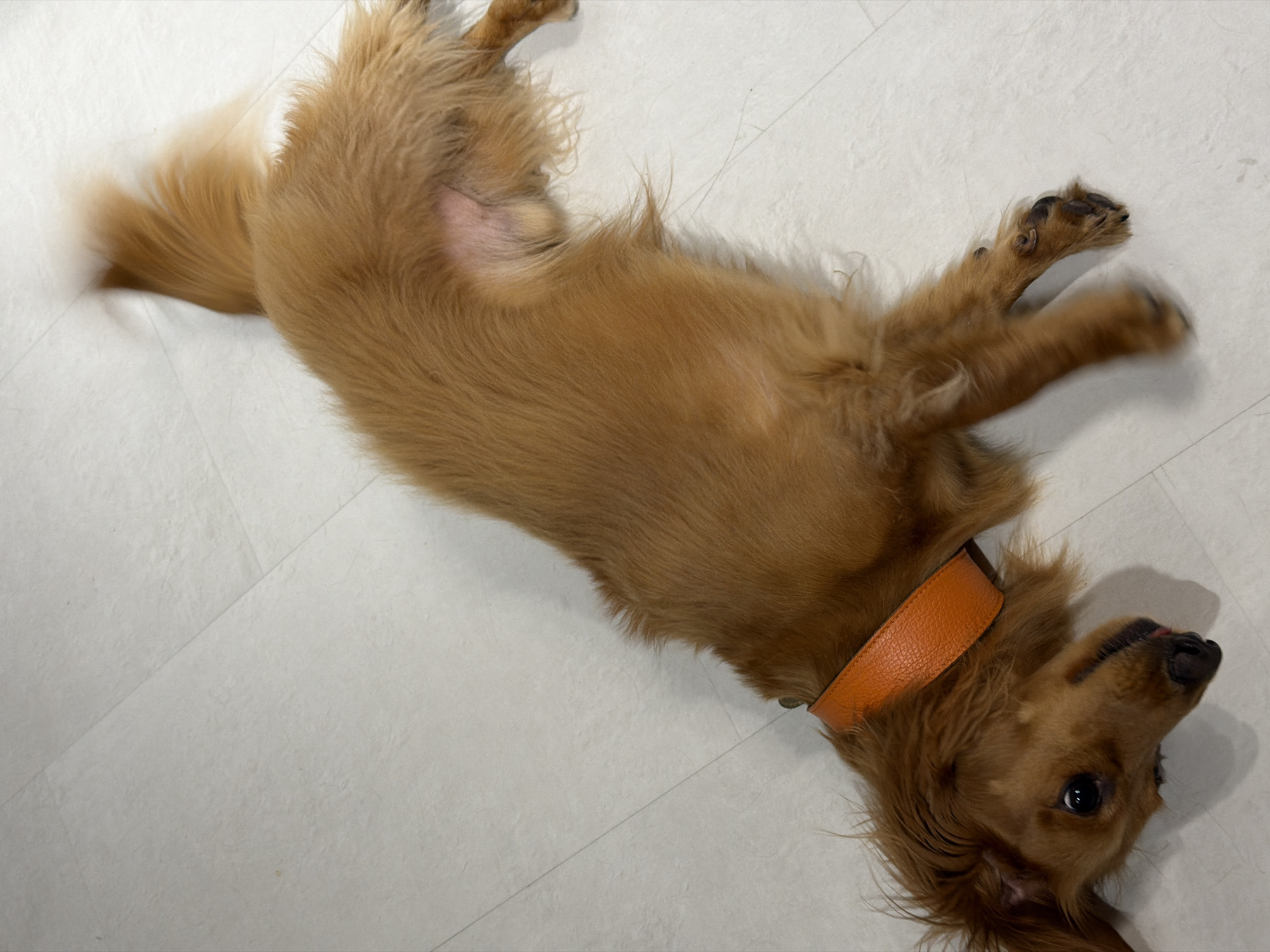 A medium-shot image shows a tan-colored dog lying on its side on a light-colored tiled floor. The dog is viewed from a high angle, with its head turned towards the camera. Its eyes are open, and its tongue is slightly visible. The dog is wearing a wide, orange leather collar. The dog's fur is medium length and appears somewhat disheveled, especially around its head and tail. The tail is blurred, indicating movement. The floor has visible grout lines. The setting is indoors, with no contextual clues about the specific location within Sochi, Russia, beyond the floor's appearance.