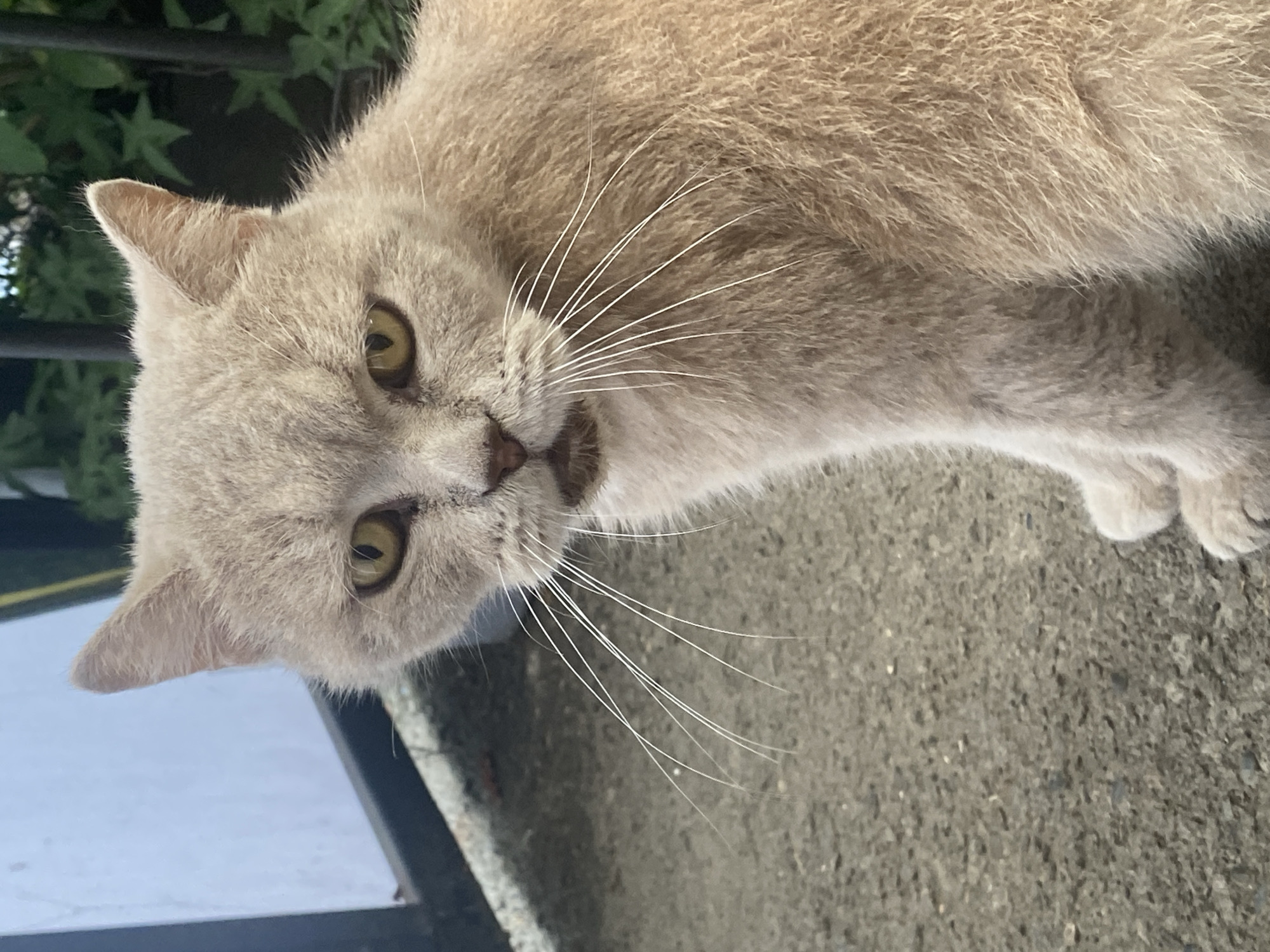 A light brown shorthair cat with yellow eyes sits on a rough, gray asphalt surface. The cat is facing the camera with its head slightly tilted. Its whiskers are long and white, fanning out from its muzzle. In the background, a dark metal fence with green foliage behind it is visible. To the left, a light-colored vertical surface is present, possibly a wall or a sign, with a dark horizontal element below it. The scene appears to be outdoors, likely in a residential or public area. There is no indication of the specific location in Maykop, Russia, within the image itself.