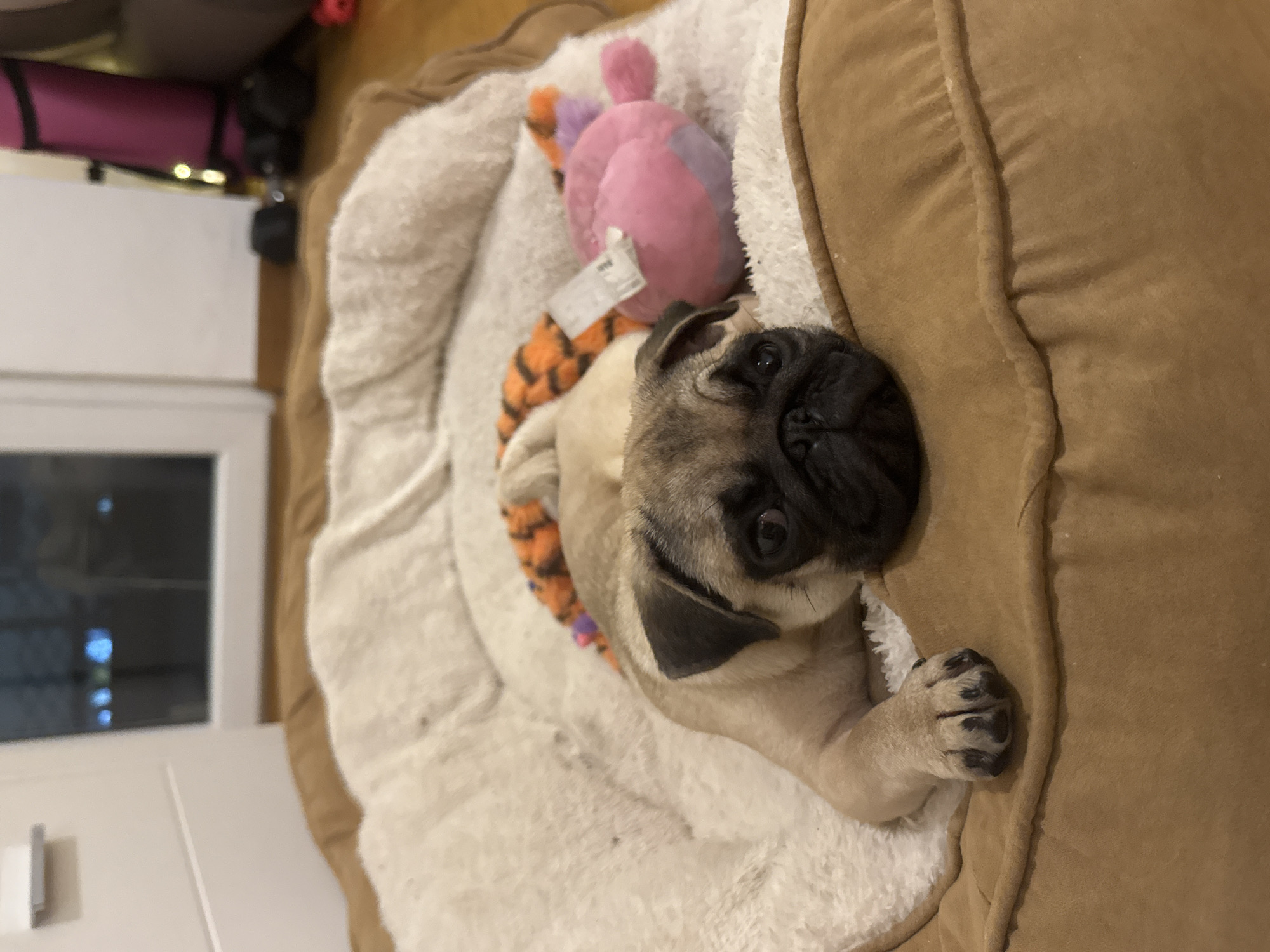 A fawn pug lies in a dog bed with a white, fluffy interior and a brown, suede-like exterior. The pug is positioned mostly on its side, with its head near the top center of the frame and its front paw resting against the edge of the bed. A pink and orange toy is also inside the bed, near the dog's head. In the background, there is a blurry glimpse of a white cabinet or door. The specific location in Podgorica, Montenegro cannot be determined from this image.