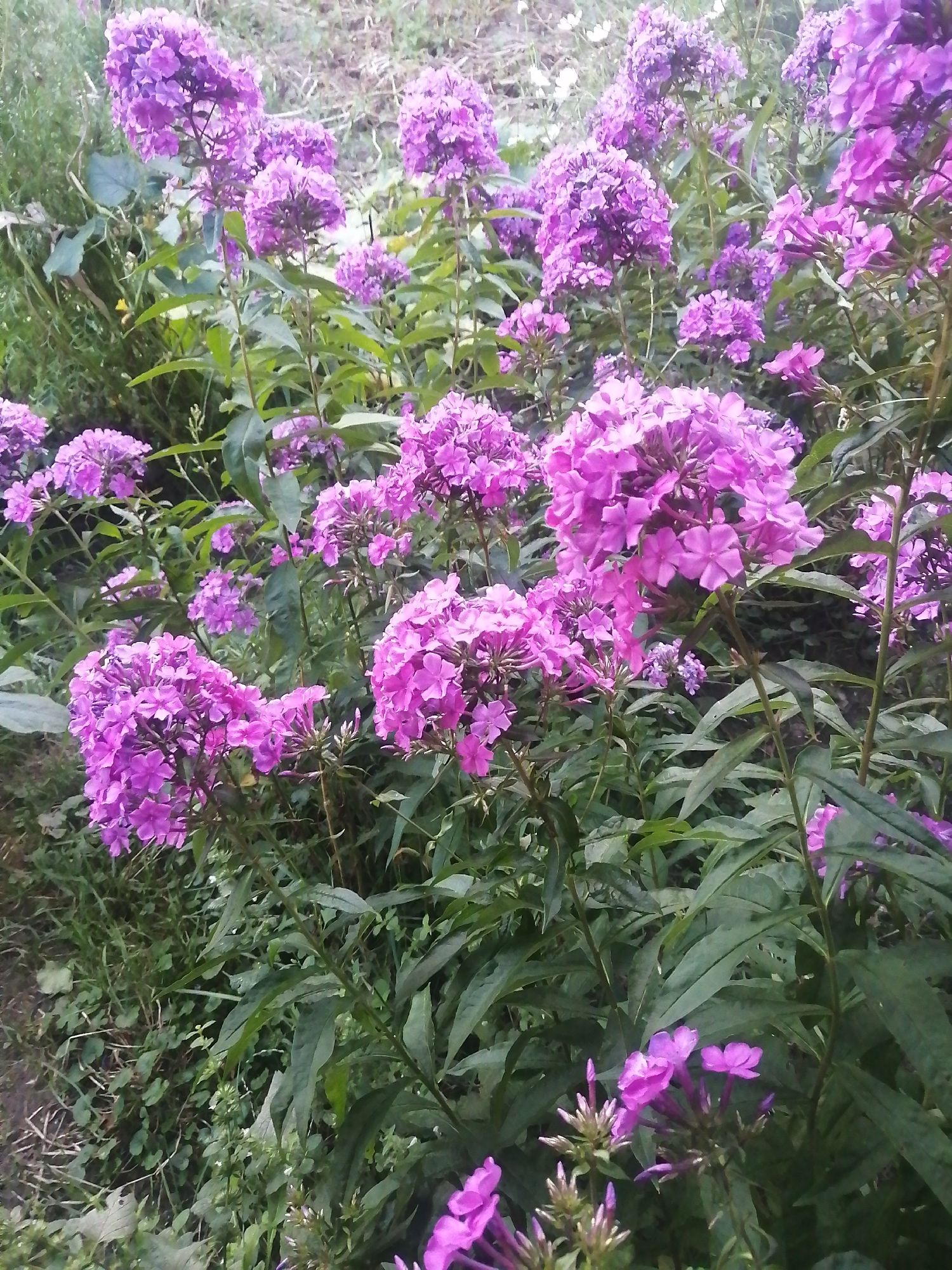 In an outdoor setting of lush greenery and vibrant purple flowers, an array of blooming phlox plants fills the frame. The flowers are characterized by their clustered, star-shaped petals, exhibiting shades ranging from deep magenta to soft lavender. The plants stand tall with slender green stems and elongated, pointed leaves. The ground beneath is a carpet of green grass, interspersed with dry twigs and a hint of soil. The scene suggests a garden or natural landscape within the city of Unknown, Unknown.
