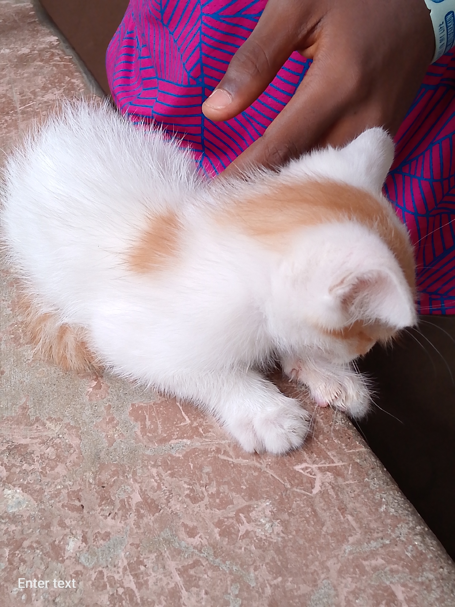 A close-up shot depicts a small, white and light orange kitten resting on a textured surface resembling a stone or concrete ledge. A hand with dark skin tones, wearing a blue-and-white wristband, is near the kitten, and a pink and blue patterned fabric is visible in the background. The kitten is mostly white with light orange patches. The surface is mottled with pink and grey tones. The location is unknown.