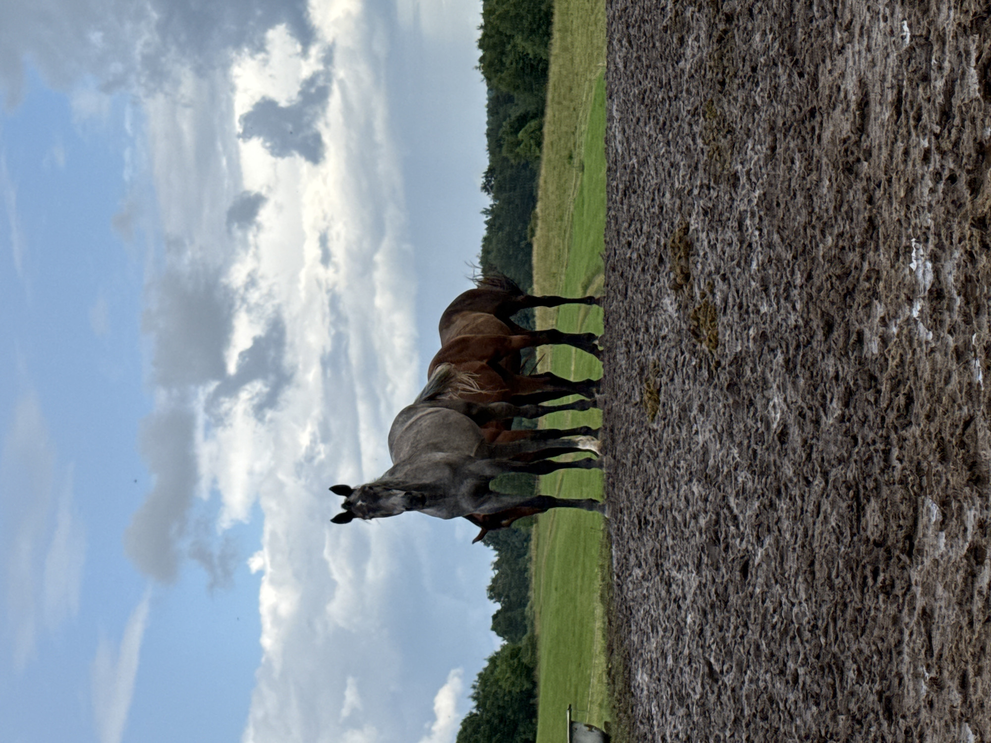 The image captures a pastoral scene featuring four horses in a muddy field under a cloudy sky. A gray horse stands prominently in the foreground, facing the camera. Behind it, two chestnut horses are partially visible, and another horse, darker in color, is seen to the left. The ground in front of the horses is a thick layer of dark, wet mud, with some patches of lighter colored debris. The background consists of a lush green field leading to a dense line of trees. A white trough or tub is visible on the left side of the image. The sky is filled with dramatic, heavy clouds, suggesting an overcast or potentially stormy day. This scene is located in the village of Galinė, Lithuania.
