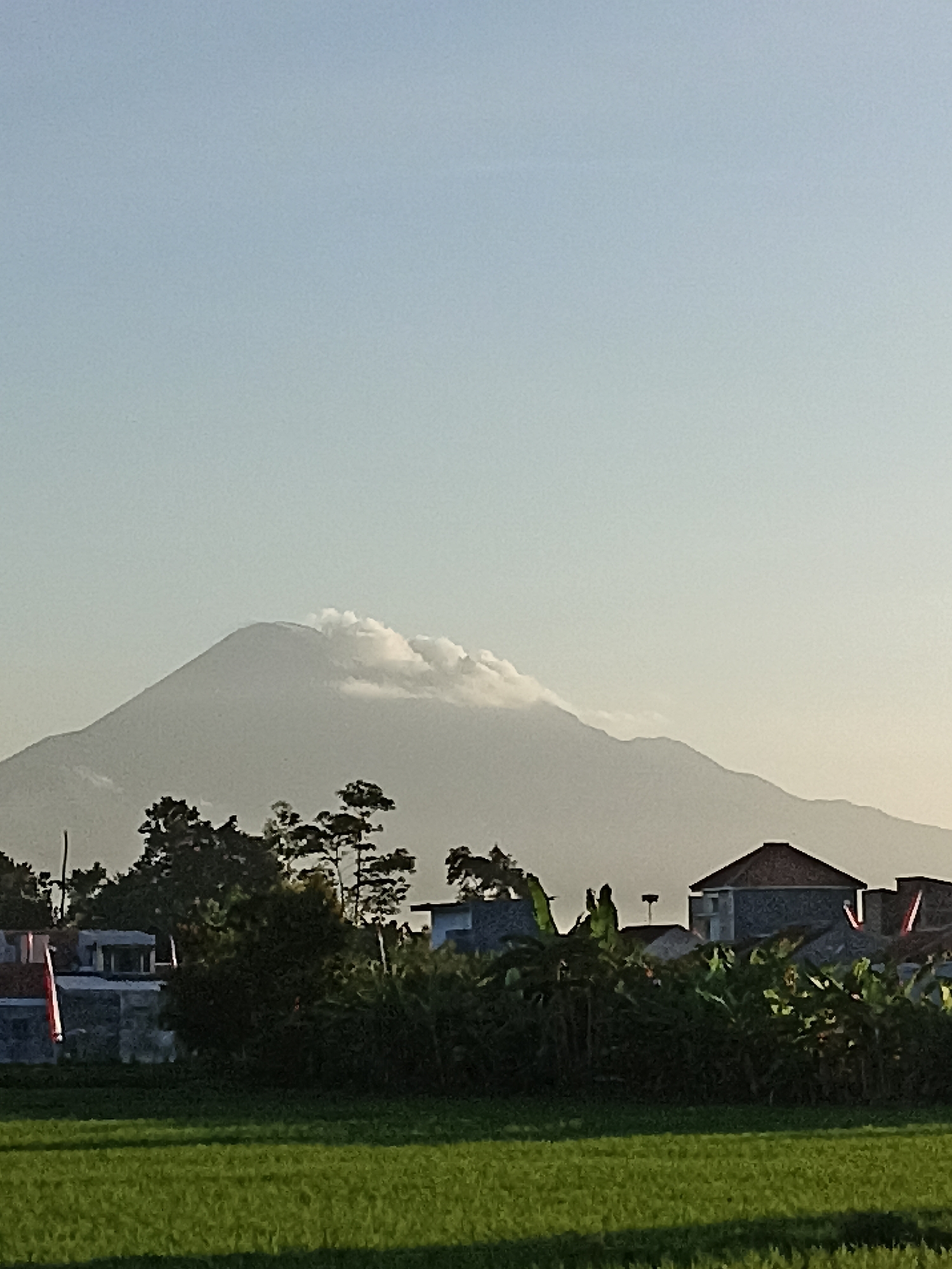 The image captures a scenic view of Mount Semeru in Sumberejo, Indonesia, bathed in the soft light of late afternoon. In the foreground, a vibrant green rice field stretches across the frame, its lush stalks casting long shadows. Behind the field, a dense line of trees and banana plants forms a verdant barrier, partially obscuring a cluster of houses. These homes exhibit a mix of architectural styles, with some featuring tiled roofs and exposed concrete walls. The imposing silhouette of Mount Semeru dominates the background, its peak shrouded in wispy clouds, suggesting the presence of volcanic activity. The sky above is a clear, pale blue, transitioning to a warmer hue near the horizon. The overall impression is one of tranquil rural life set against the dramatic backdrop of an active volcano.