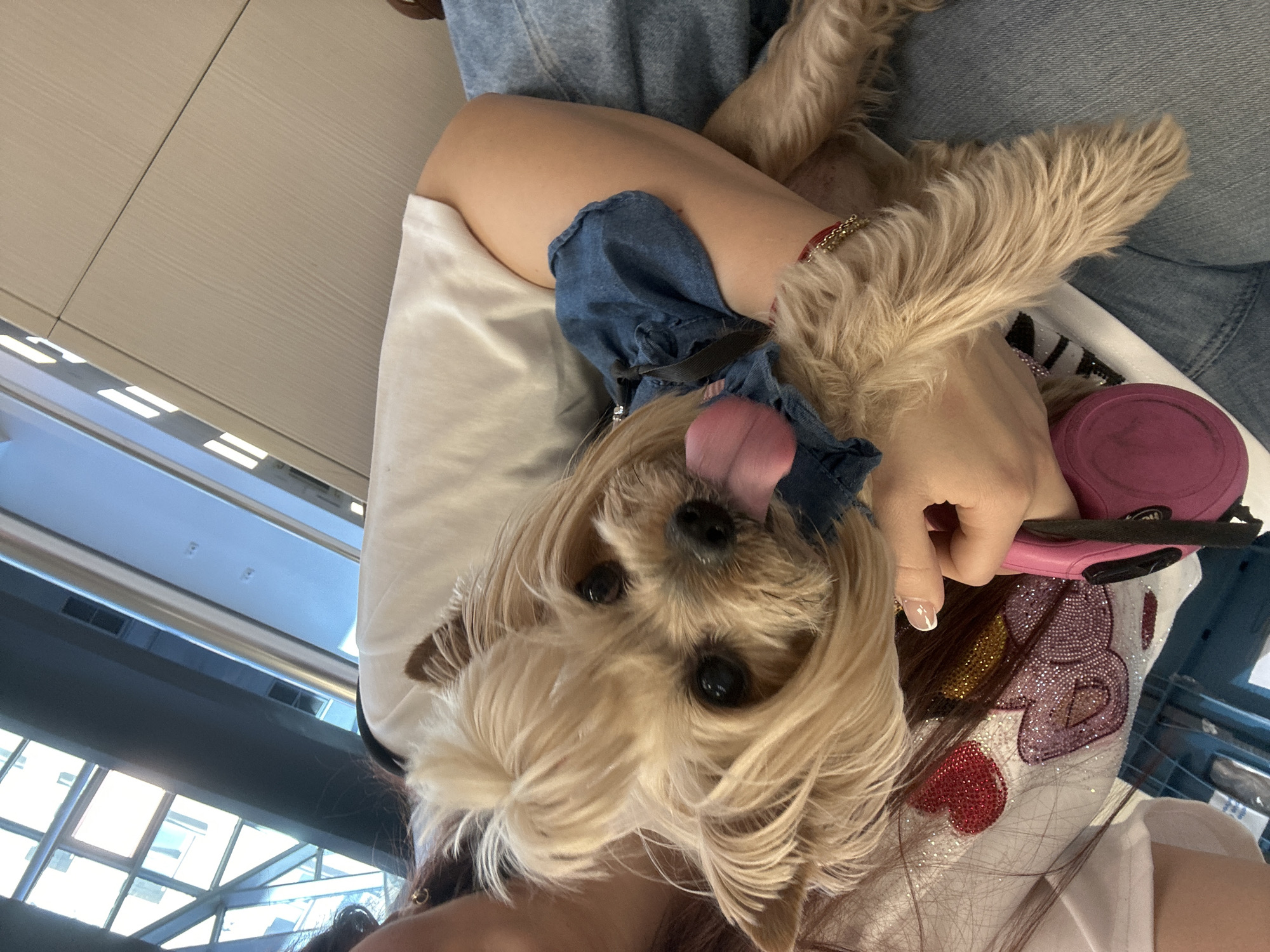 A blonde Yorkshire Terrier dog is pictured in a tilted, close-up shot, with its tongue sticking out. The dog is wearing a blue denim-like garment, possibly a dress or harness. The dog is being held, its legs dangling. A person's arm is visible holding the dog. The person is wearing a white shirt with sequin decorations, and a pink dog lead can be seen. The background includes a white paneled wall and a glimpse of a window with the outside. Based on the architecture visible through the window, the location is potentially indoors, in a shopping center in Sofia, Bulgaria.