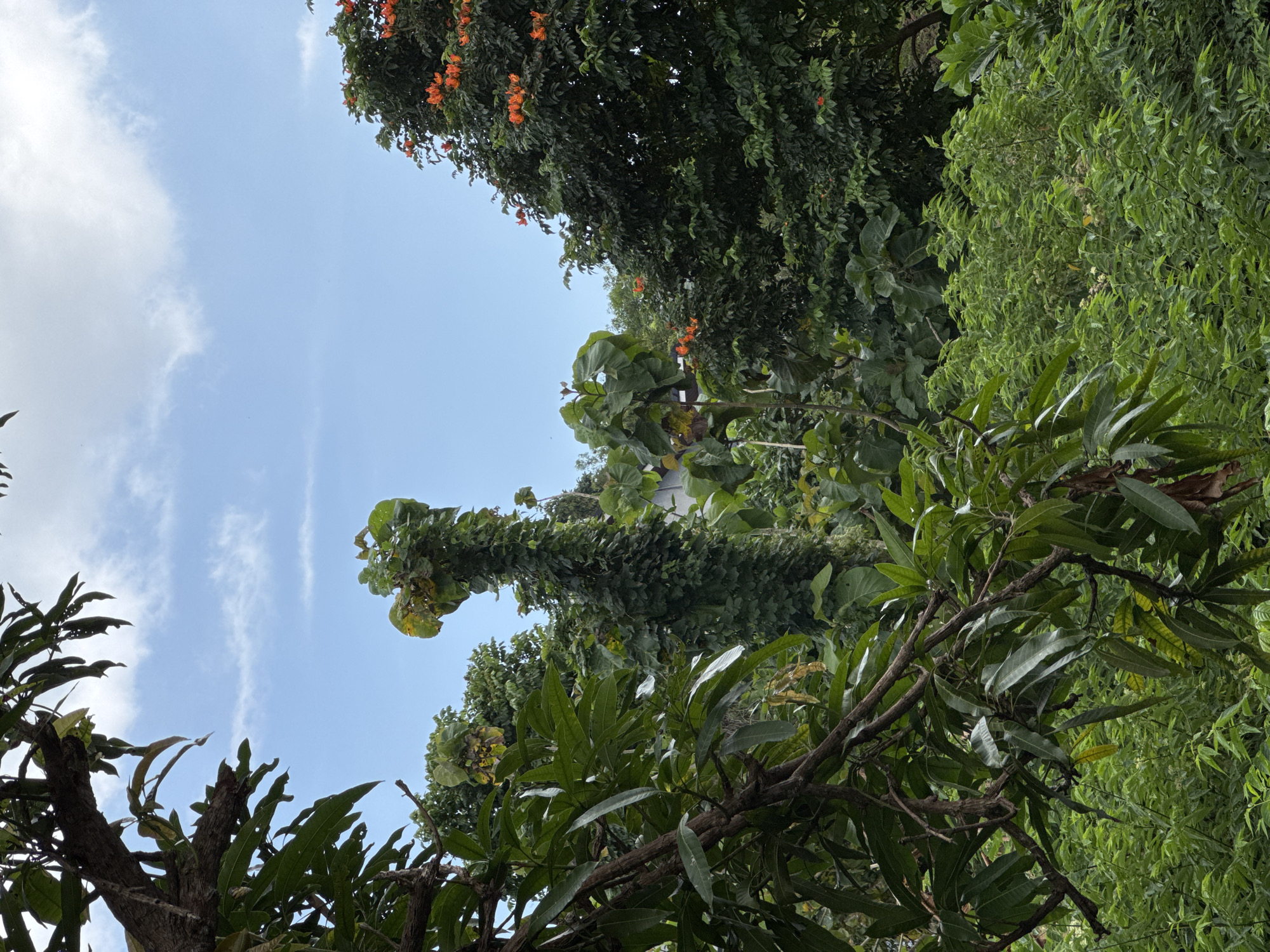 The image is a low-angle shot of the sky and surrounding greenery in Kuta Selatan, Indonesia. The sky is light blue with scattered white clouds. Several varieties of trees and plants fill the frame. Some have broad green leaves, while others have smaller, finer foliage. Orange flowers are visible on one of the trees. A vine-covered tree trunk is also present. The branches of some trees are in the foreground.