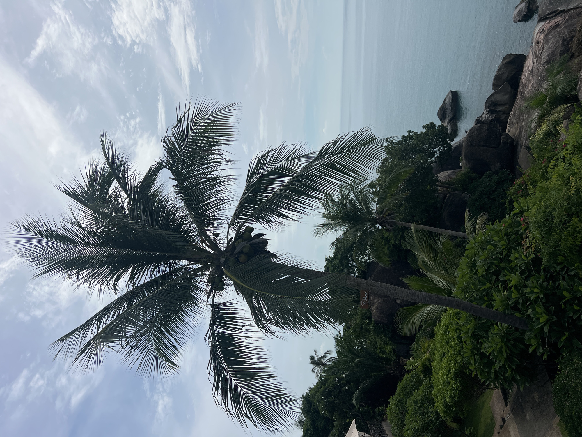 A tall palm tree with coconuts dominates the center of the frame, its fronds extending towards a pale sky filled with wispy clouds. To the left, lush green foliage and a stone pathway descend a slope. In the background, more trees and large rocks line the coastline, meeting a calm, blue ocean. The scene appears to be in Baan Chaweng Noi, Thailand, suggesting a tropical, seaside location. A sign reading "Chai" is visible on the trunk of the palm tree.