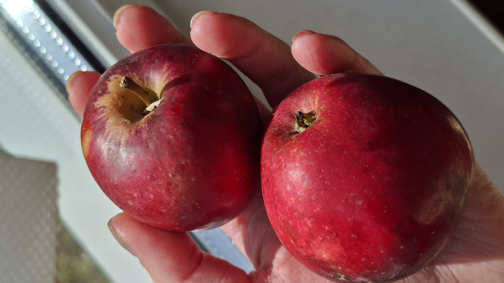 Two red apples are held in a person's hand. The apples are ripe and appear to have some blemishes. The hand is cupped, and the apples are resting in the palm. The background is blurred and appears to be outdoors with sunlight streaming in. The image was taken in the city of Myadzyel, Belarus.