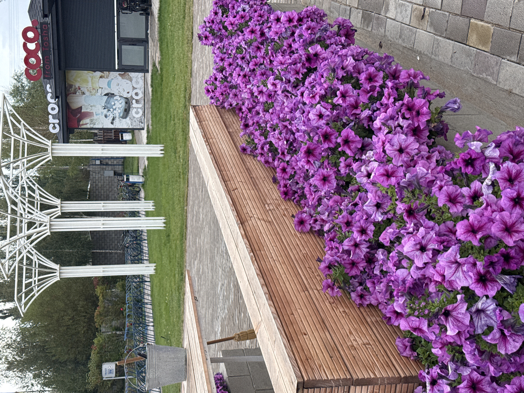 The image depicts an outdoor scene with a focus on a planter filled with vibrant purple petunias. The planter box is constructed of wood with horizontal slats. In the background, there's a building with a prominent sign that reads "COCO from Tosha" and "crocs". The building has a dark, rolling shutter and a window displaying an advertisement featuring children's feet wearing Crocs shoes. White, sculptural structures, possibly for shade or decoration, stand behind the planter and to the left of the building. A metal bucket and a broom are visible near a wooden table and bench to the left of the planter. In the further background, a bicycle rack with several bicycles is present, along with a sign indicating "TOILET." The setting appears to be a public area, possibly a park or an outdoor commercial space. The location is identified as Sary-Oy, Kyrgyzstan. There are no people visible in the image.