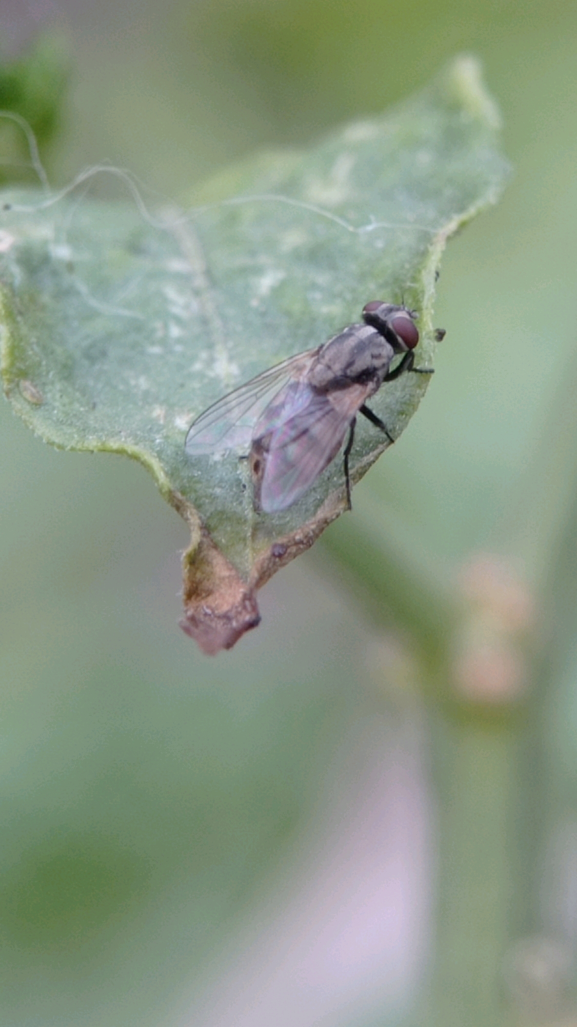 A fly rests on a green leaf with a damaged edge. The fly is gray and has large red eyes. The background is blurred green foliage. The image was taken in Batu, Indonesia.