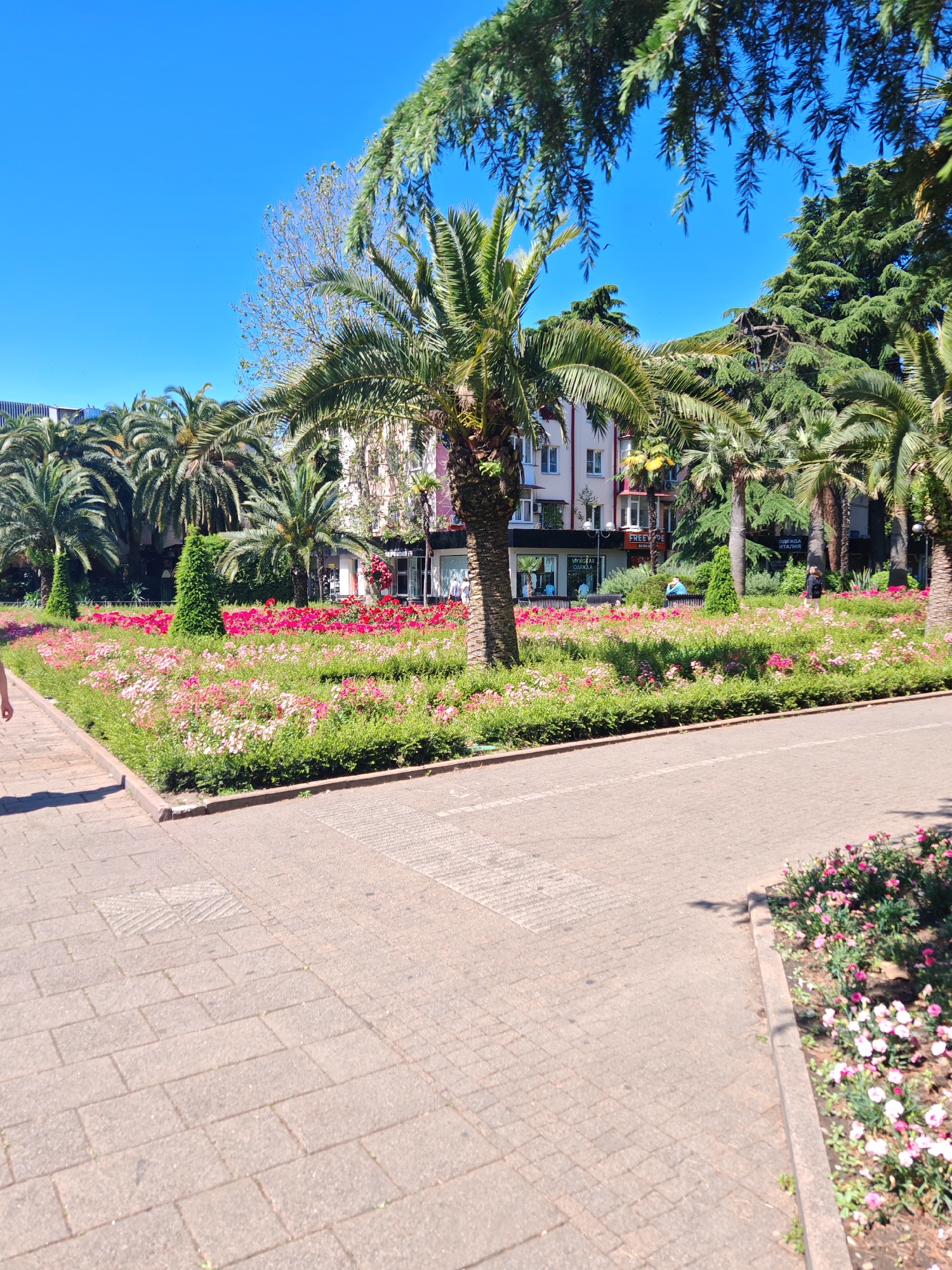 This image depicts a sunny urban park or plaza in an unknown city. The scene is characterized by numerous tall palm trees with green fronds, several large evergreen trees, and at least one deciduous tree with light green foliage, all set against a clear, vibrant blue sky. In the foreground and middle ground, extensive, manicured flowerbeds are arranged geometrically, primarily filled with blooming plants displaying shades of light pink and darker red flowers, bordered by low green hedges. Several conical evergreen topiary bushes are interspersed within these flowerbeds.
Paved pedestrian pathways made of light-colored rectangular pavers define the ground level. A darker, possibly asphalt, path or road also runs horizontally across the mid-foreground, separating different sections of the park. Curbing delineates the edges of the planted areas from the paths.
In the background, multi-story buildings are visible. One building on the left features a light-colored facade with several rectangular windows, while another to the right appears to have a pinkish hue. The ground floors of these buildings host commercial establishments, indicated by visible storefronts and signage. Partial text on these signs includes "FREE DE," "ОДЕЖДА ИТАЛИЯ" (Clothes Italy), and "МУЖСКАЯ ОДЕЖДА" (Men's Clothes).
Several people are present in the scene. A person's left leg and foot, wearing a dark shoe, are visible in the extreme lower-left corner, walking on the paved path. In the middle ground, near the buildings and flowerbeds, a person in a dark shirt is walking from right to left. Another individual wearing a light blue shirt is seated on a bench further to the left, near a storefront. Other indistinct figures are discernible near the shops in the background. The lighting suggests a bright, sunny day, casting shadows on the ground and foliage.