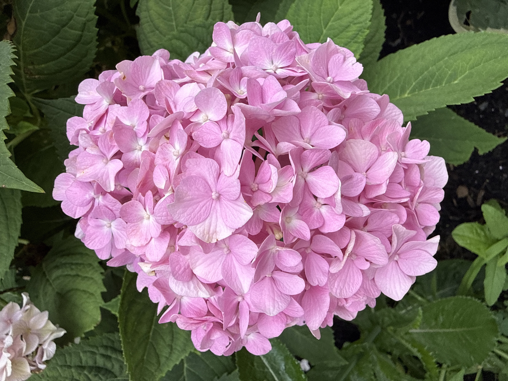 This is a close-up, top-down photograph of a cluster of pink hydrangea flowers, with lush green leaves in the background. The flowers are a vibrant pink, with a slightly lighter shade towards the center of each bloom. The leaves are a deep green, with visible veins and a slightly serrated edge. The overall impression is one of natural beauty and lushness. There are no people or specific landmarks visible in the image. The location provided is Fairview Township, United States of America, but there is no specific information within the image to confirm or deny this location.