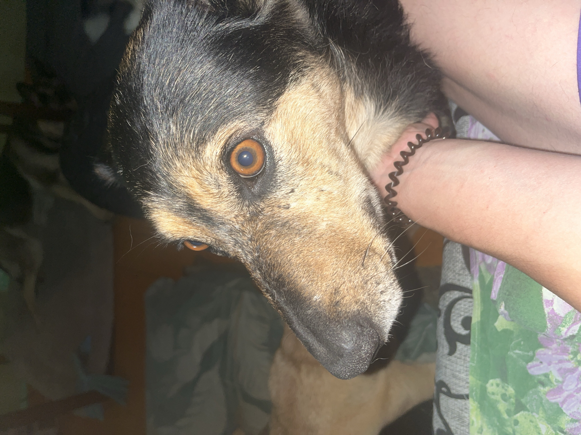 The image shows a close-up of a dog's face, with its owner's arm visible in the foreground. The dog is looking to the left with its mouth slightly open. The background is blurred and appears to be a domestic setting. There is no information in the image to suggest the location in the city of Nizhny Tagil, Russia.