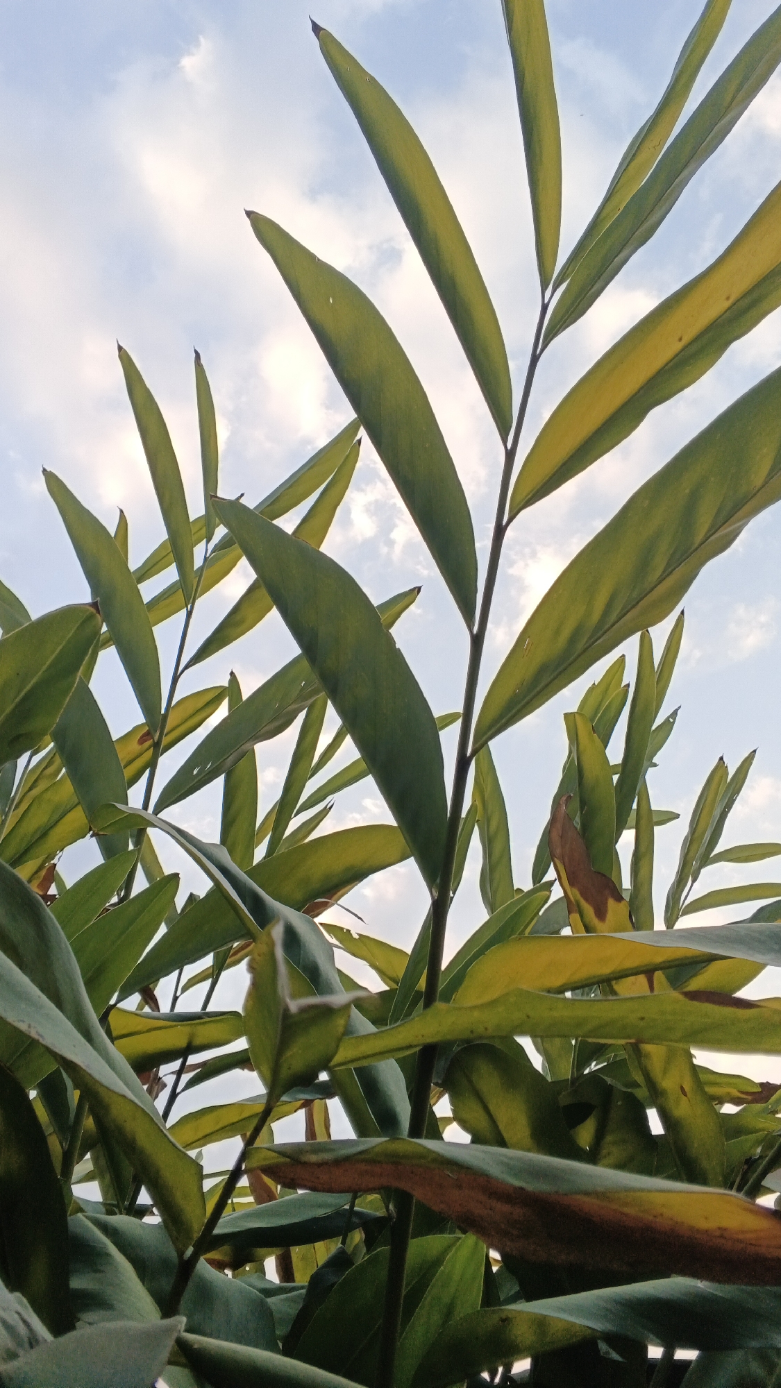 A low-angle shot looks up through a cluster of leafy green and yellow plants towards a cloudy sky. The plants are densely packed and fill most of the frame, obscuring the ground and any discernible surroundings. The sky is a soft blue with scattered white clouds.
