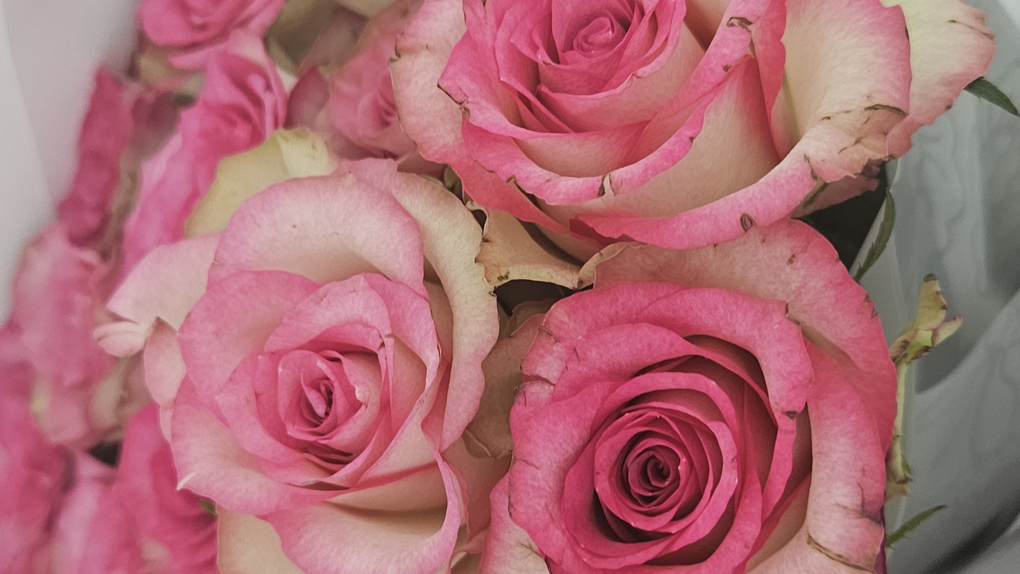 The image is a close-up, vertical, outdoor, low-angle, full-shot photograph of a bouquet of pink and cream roses. The roses are in various stages of bloom, with some fully open and others just starting to unfurl. The petals are soft and velvety, with delicate shading from deep pink to a lighter cream color. Some of the petals show signs of slight wilting or browning on the edges. The background is a blurred mix of more pink roses and what appears to be a light-colored surface, possibly a vase or wrapping. The lighting is soft and diffused, highlighting the textures of the rose petals. There are no people, animals, or other objects visible in the image. The scene is static and appears to be a still life composition of flowers. There is no information in the image to indicate a specific location in Bratislava, Slovakia.