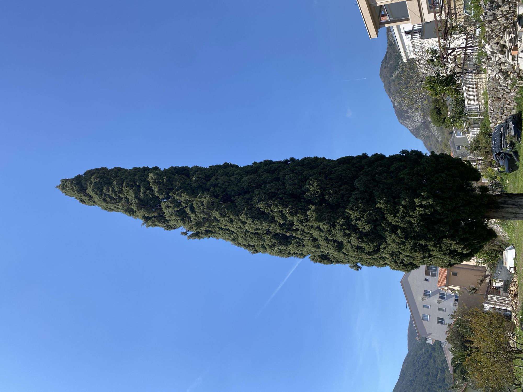The image depicts a tall, cylindrical evergreen tree in Budva, Montenegro. The tree extends from the bottom left to the top left corner of the frame, occupying the central space. The sky is clear and blue, with a faint contrail visible.
To the right of the tree are buildings and mountains. The buildings appear to be residential, with white facades and red tile roofs. A mountain rises in the background. The foreground to the right of the tree includes grassy areas and some visible debris.