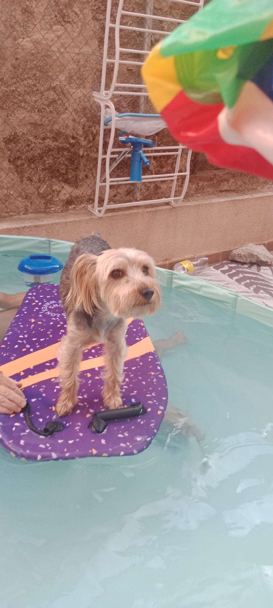 A small, light brown dog stands on a purple and orange boogie board in a shallow, light blue swimming pool. The dog has dark eyes and ears that hang down. The boogie board has a speckled pattern and two orange stripes. The dog's front paws are on the board, and its hind legs are submerged in the water. A person's hand is visible on the left side of the boogie board, near the dog's front left paw. In the background, a white plastic drying rack with blue and white net is visible against a textured, reddish-brown wall. A colorful toy, possibly a beach ball or inflatable toy, is partially visible in the upper right corner. A discarded yellow plastic bottle and a gray rock are on the patterned matting surrounding the pool. The setting appears to be an outdoor area, possibly a backyard in Galapagar, Spain, given the warm climate suggested by the swimming pool and outdoor setting.