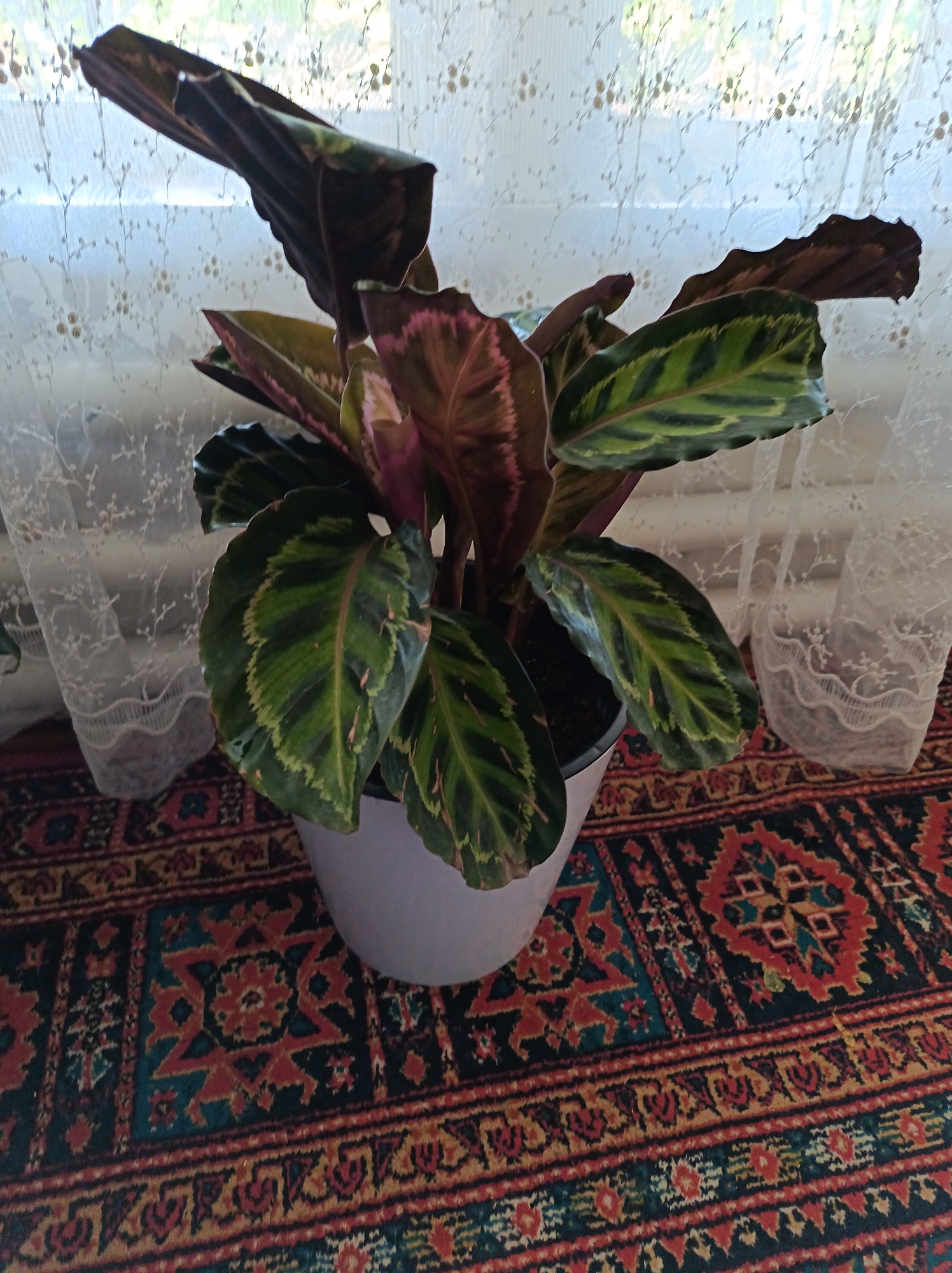 A potted calathea plant with large, dark green leaves marked with lighter green stripes and reddish-purple undersides, sits on a richly patterned rug. The rug features geometric designs in red, teal, yellow, and black. Behind the plant, a sheer white lace curtain with a delicate floral pattern hangs in front of a window, through which diffused sunlight filters. The scene appears to be indoors, possibly in a home in Kashkarlik, Uzbekistan, judging by the style of the rug and the overall ambiance. There are no people visible in the image.
