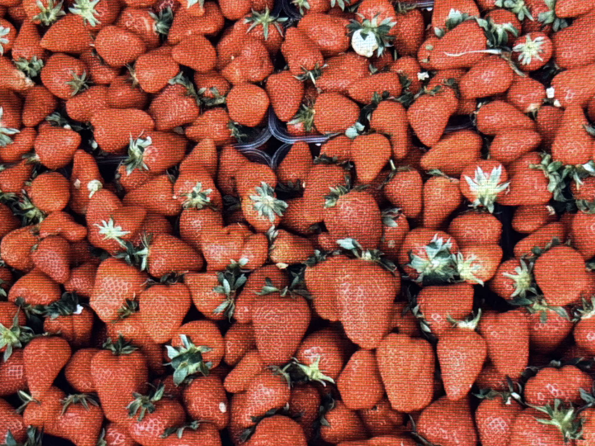 The image shows a close-up, overhead view of a large pile of fresh, ripe strawberries. The strawberries are a vibrant red color, with some green leaves and stems visible. They are of various sizes and shapes, and appear to be whole and unblemished. The lighting is bright, highlighting the textures and colors of the fruit. There are no people or other objects visible in the image. The scene is a natural arrangement of strawberries, likely intended for sale or consumption. The image provides no information about its location in the city of Sirius, Russia.