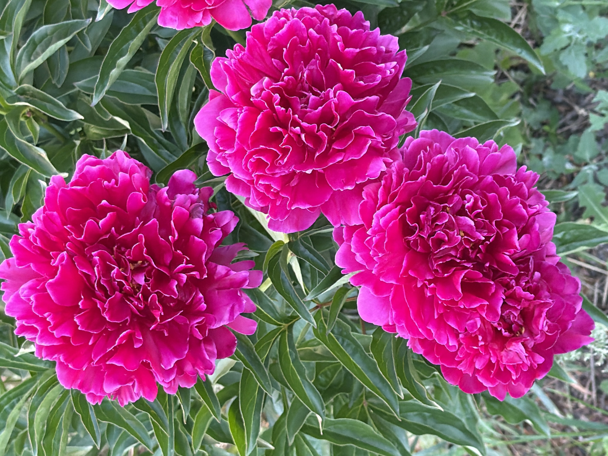 A close-up, overhead shot showcases a cluster of three vibrant, fuchsia-colored peony flowers. The peonies, with their lush, ruffled petals, are in full bloom and dominate the frame. They are surrounded by dark green foliage, providing a stark contrast to the bright pink of the flowers. The background is softly blurred, suggesting a shallow depth of field, and hints at a natural, outdoor setting. The lighting appears to be bright and natural, accentuating the rich colors of the peonies and the texture of their petals. The image is composed from an eye-level perspective, looking directly down at the flowers.