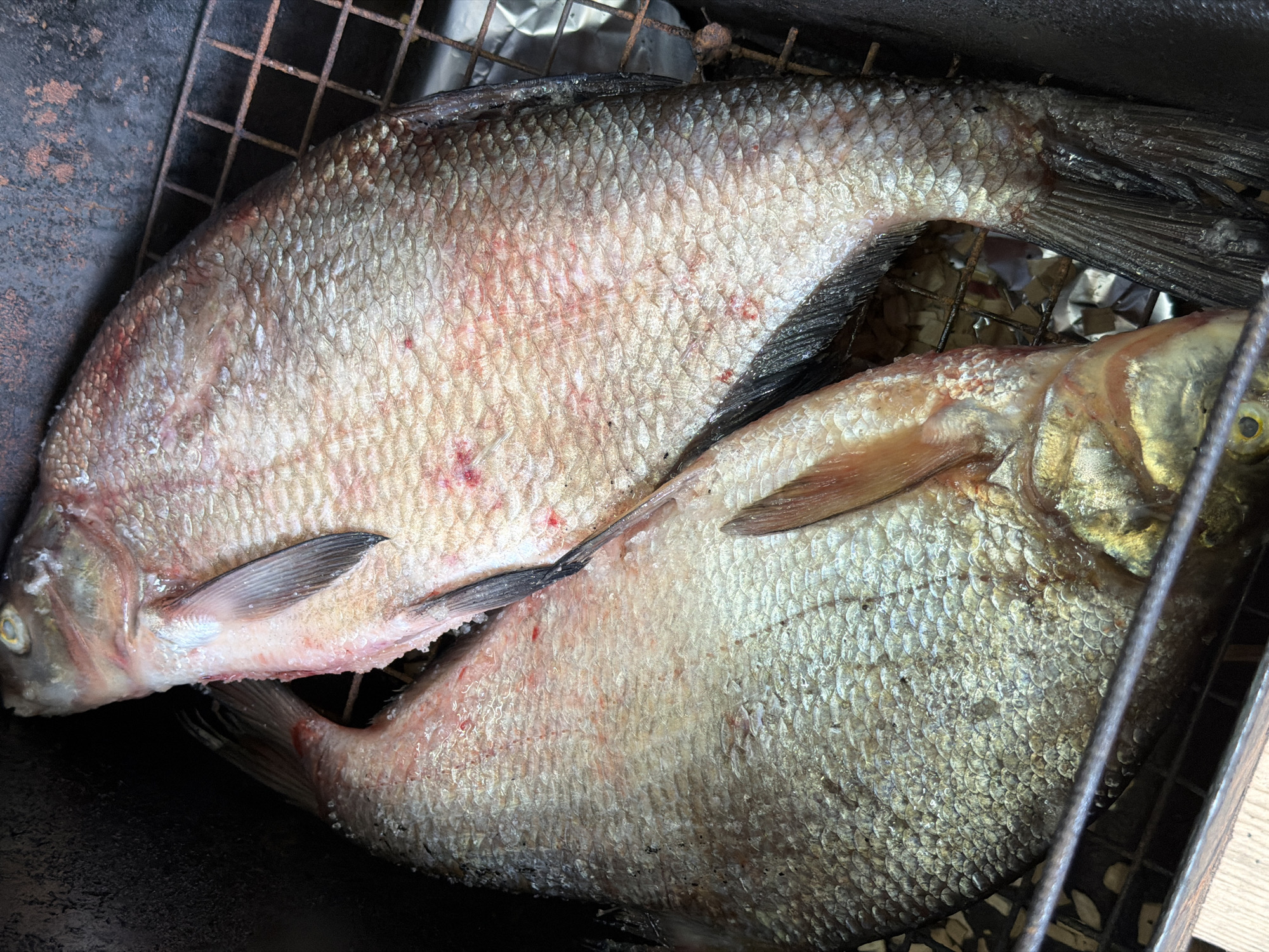 The image captures a close-up, top-down view of two large, whole fish placed on a rusty metal grilling rack, likely within a smoker or grill. The fish are positioned diagonally, with one overlapping the other. Both fish have prominent, silvery scales, and their bodies show some reddish or pinkish discoloration, possibly from handling or natural markings. Their eyes are visible, indicating they are raw and uncleaned.
The fish appear to be of a species like bream or whitefish, given their general shape and scale pattern. One fish’s pectoral fin is clearly visible. The grilling rack is made of dark, possibly cast iron or steel bars, and shows signs of rust and wear. Beneath the rack, through the gaps, some crumpled aluminum foil and other dark surfaces are discernible, suggesting a cooking chamber. The immediate surroundings are dark, likely the interior of a grill or smoker, with a dark, textured surface forming the left and top edges of the frame.
The scene suggests an outdoor cooking activity, where the fish are being prepared for smoking or grilling. There are no people visible, and no specific time of day or weather conditions can be inferred from the image. No text is visible. The provided location context is Chaikovsky, Russia.