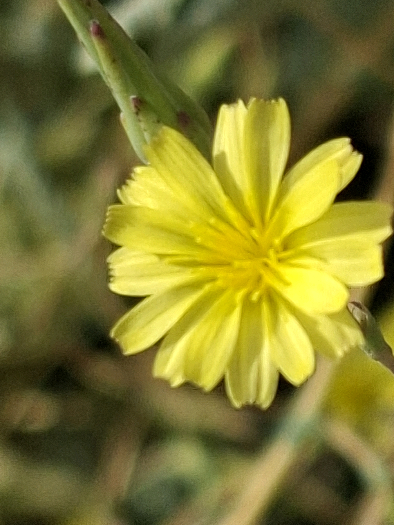 A close-up, slightly out-of-focus photograph captures a solitary yellow wildflower in bloom. The flower, with its numerous delicate yellow petals radiating from a central disk, occupies the majority of the frame. A green stem, bearing small reddish-brown dots, is visible to the left and partially behind the flower, suggesting it's a stem of the same plant or a nearby one. The background is a soft blur of green and brown, indicative of natural foliage and possibly dry grass, implying an outdoor, uncultivated setting. No urban elements or human presence are discernible in the image. Without specific visual cues relating to landmarks or distinct features, it is impossible to pinpoint the exact location within Almaty, Kazakhstan. The image appears to be a macro shot taken in a park, garden, or wild natural area.