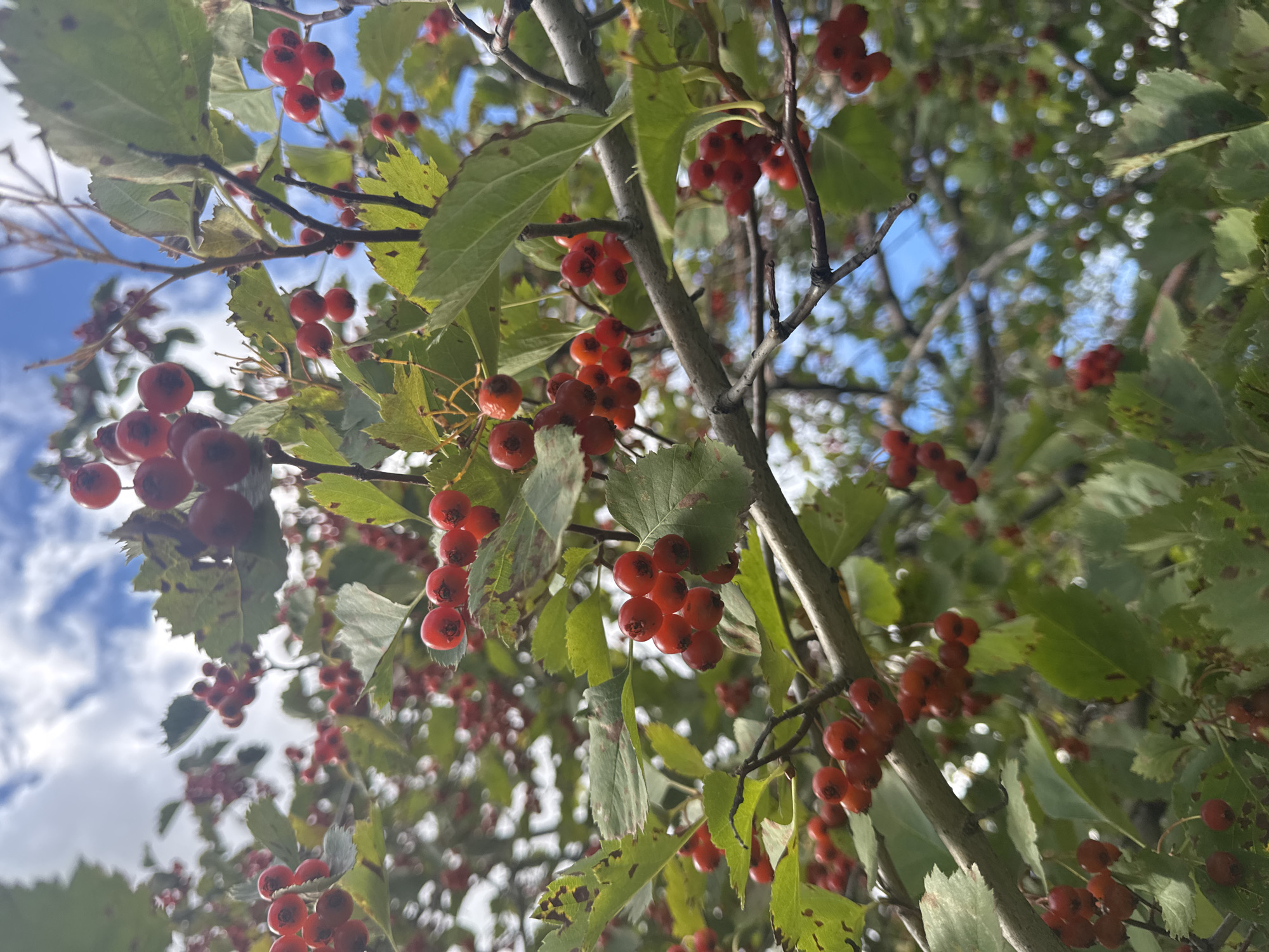 The image shows a close-up view of a hawthorn tree branch laden with ripe, red berries against a backdrop of green leaves and a cloudy blue sky. The berries are clustered together, varying in size and shade of red. Some leaves are visible, exhibiting a green color with some autumnal browning and serrated edges. The scene is natural and appears to be outdoors, possibly in a park or garden. Without further context or identifiable landmarks, the specific location within the city of Ufa, Russia, cannot be determined from the image alone. There are no people or animals visible in the frame.