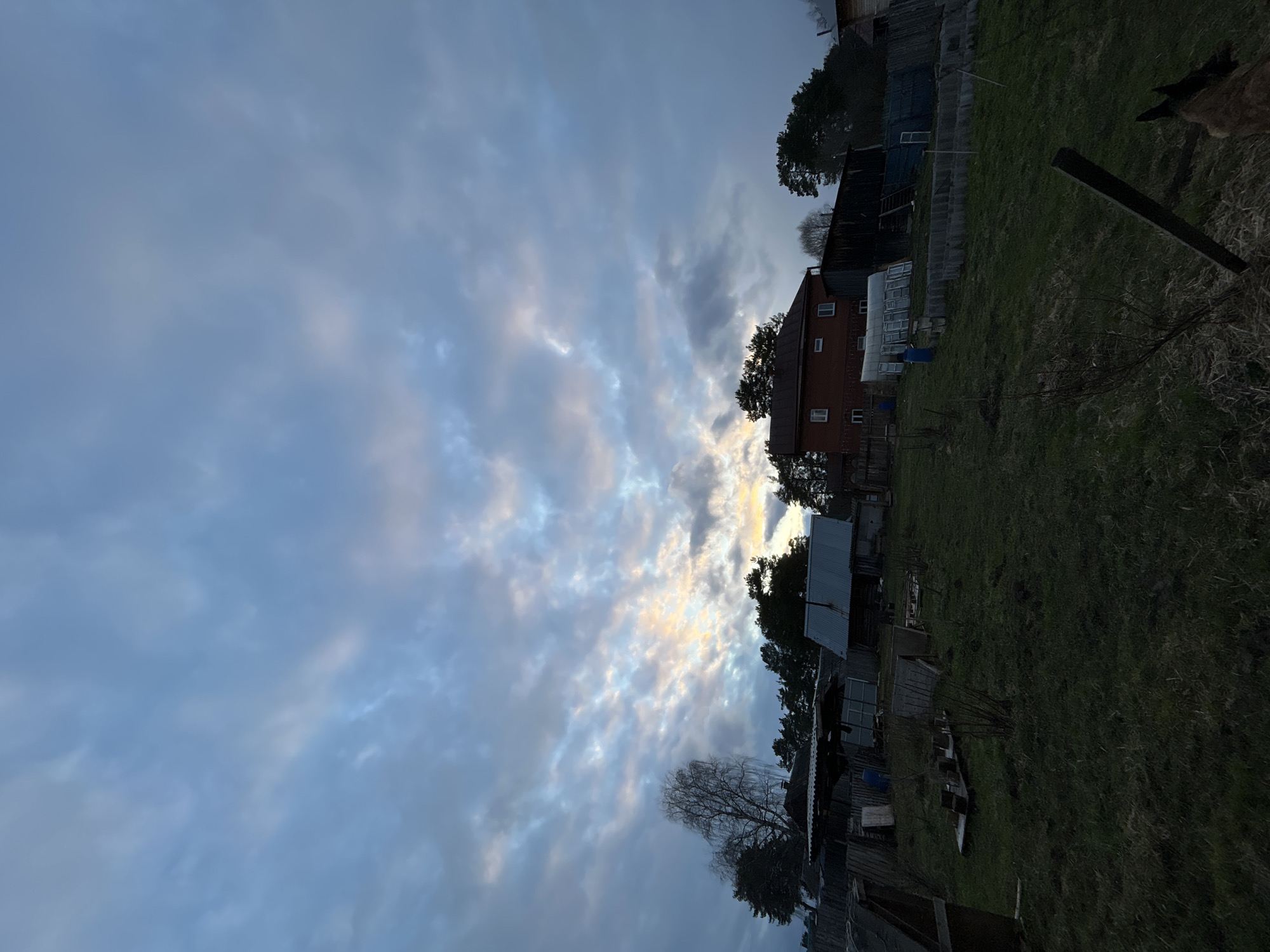 This media file captures a tranquil rural landscape in Rusalevka, Russia, likely during either sunrise or sunset. The sky dominates the upper half of the image, filled with a mix of blue and grey clouds that show distinct patches of soft, warm yellow and orange light, indicating the low position of the sun behind the scene.
Along the horizon, a collection of buildings and trees is visible. To the left, a two-story house with reddish-brown siding and multiple white-framed windows stands out. Adjacent to it is a long, translucent structure resembling a greenhouse, and various other outbuildings with corrugated metal roofs extend towards the right. Several trees, some bare-branched and some evergreen, punctuate the skyline.
The lower half of the image features a grassy field or yard, appearing verdant but dimly lit by the low-angle sun. Sparse vegetation and small bushes are scattered across the ground. On the far right edge, a dark wooden fence post is clearly visible, and beyond it, a blurry, dark shape, possibly the head of an animal like a sheep or dog, is partially captured. No people or specific activities are depicted. The scene suggests a quiet, peaceful moment in a countryside setting. No visible text is present.