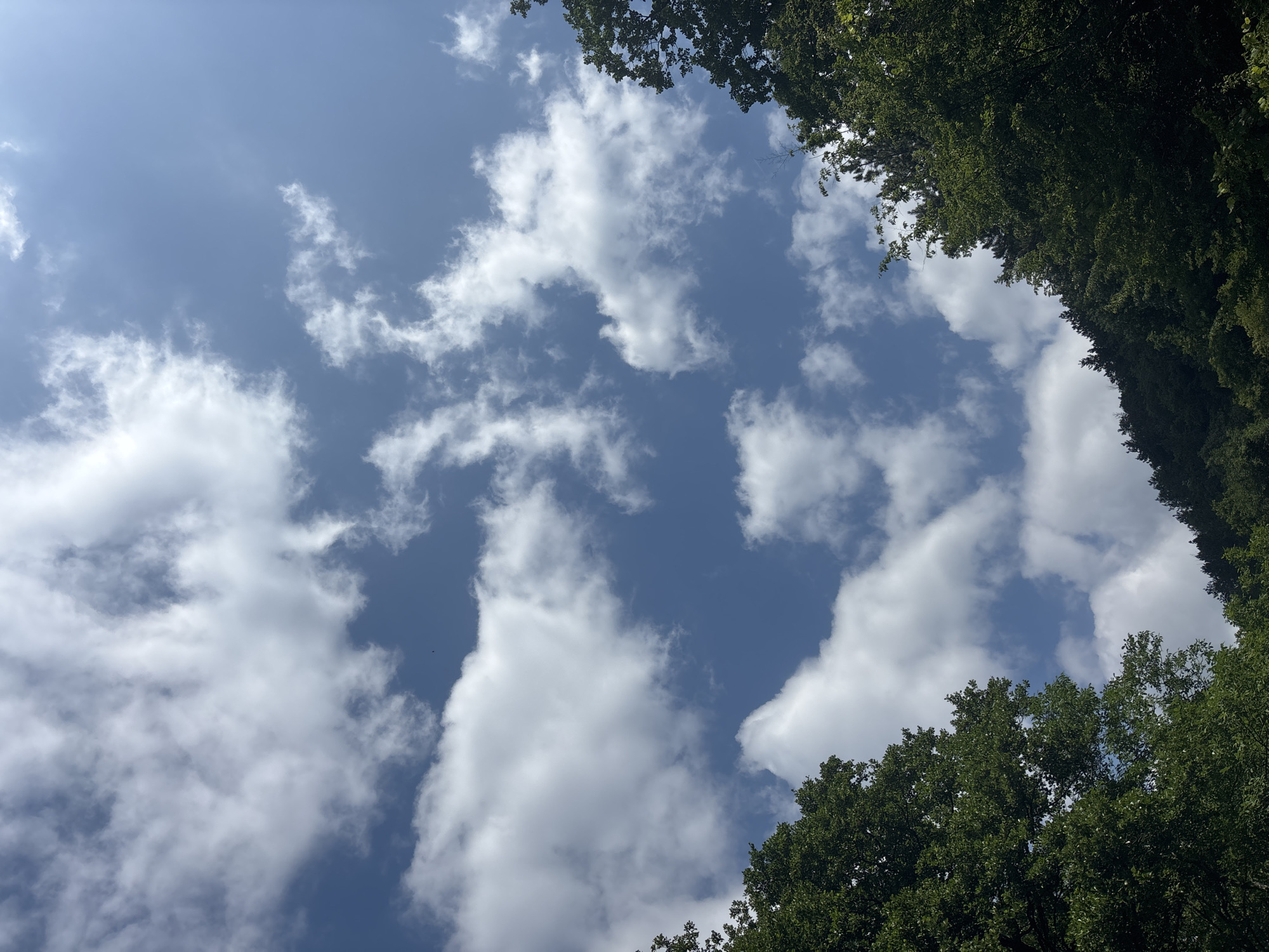 The image depicts a view looking upwards from beneath a dense canopy of green trees towards a bright blue sky filled with scattered white clouds. The trees, some of which are large and mature with thick foliage, frame the bottom and sides of the composition. The sky occupies the majority of the frame, with the clouds varying in size and density. The scene suggests an outdoor environment, possibly a park or a forested area. The location is identified as Gurkovo, Bulgaria. There are no people, animals, or specific structures visible in the image. The overall impression is of a clear day with some cloud cover.