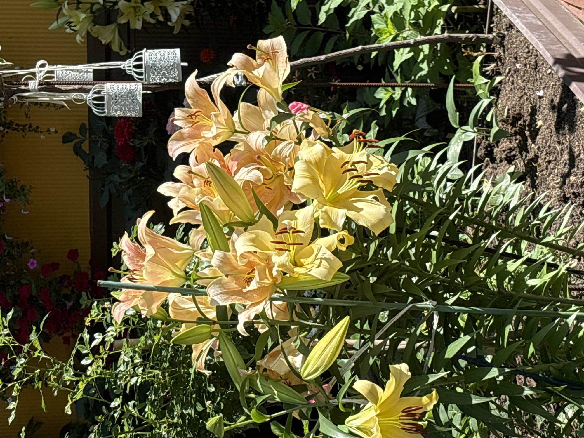 This is a close-up, high-angle outdoor photograph of a cluster of pale yellow and peachy-orange lilies in full bloom. The lilies are lush and green, with prominent stamens and delicate petals. In the background, there is a textured yellow wall, some dark green foliage, and red flowers, possibly roses. Hanging from a string are three small, ornate white birdcage-like decorations. The scene appears to be a garden. The image is focused on the lilies, with the background softly blurred. There are no people or animals visible in the image. The location is identified as Dolgoprudny, Russia.