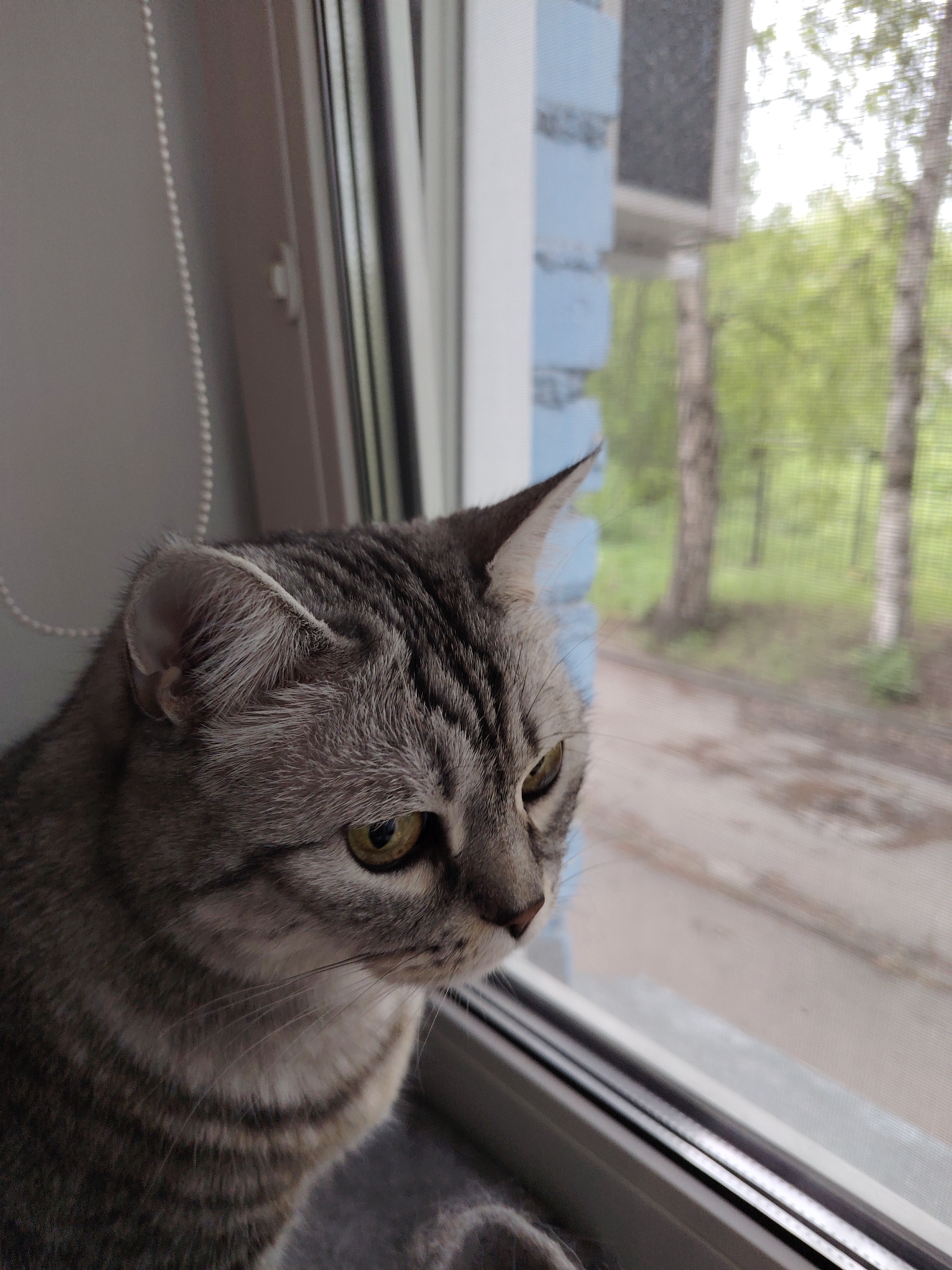 A medium, close-up shot depicts a grey tabby cat sitting in a window. The cat is facing right, with its attention focused on the outside. Visible through the window screen are trees and a street, suggesting an urban or suburban environment. The window frame is predominantly white with a blue exterior trim. A beaded chain for window blinds is visible to the left of the cat.
