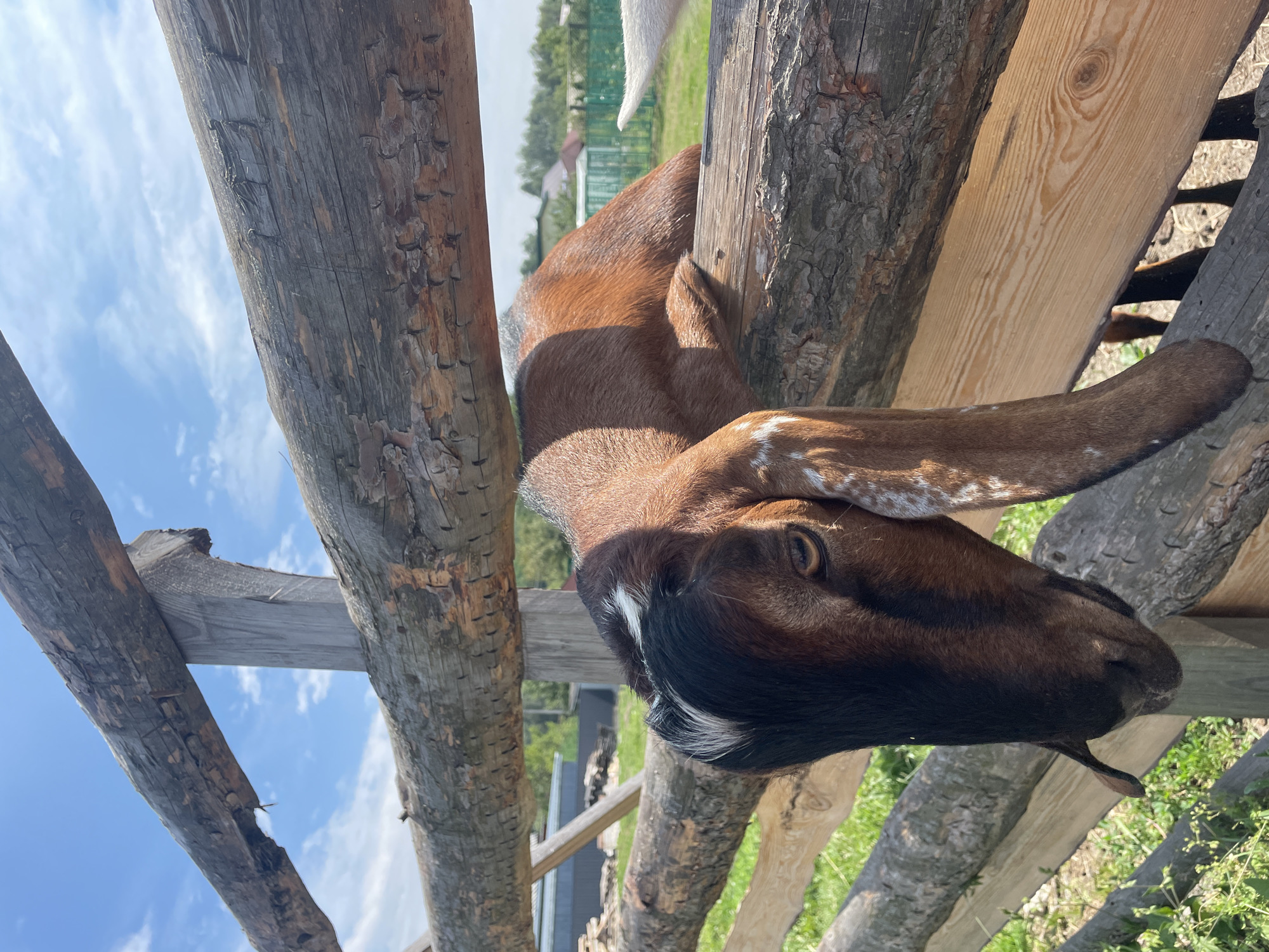 A brown and black goat with long ears is lying on a wooden fence in a rural setting. The goat's head is resting on the top rail of the fence, and its body is stretched out behind it. The goat is facing towards the left of the frame. The background consists of a green grassy field, trees, and a blue sky with some clouds. The fence is made of rough, unpainted logs. The scene appears to be on a sunny day. The location is identified as Znamenskoye rural council, Belarus.
