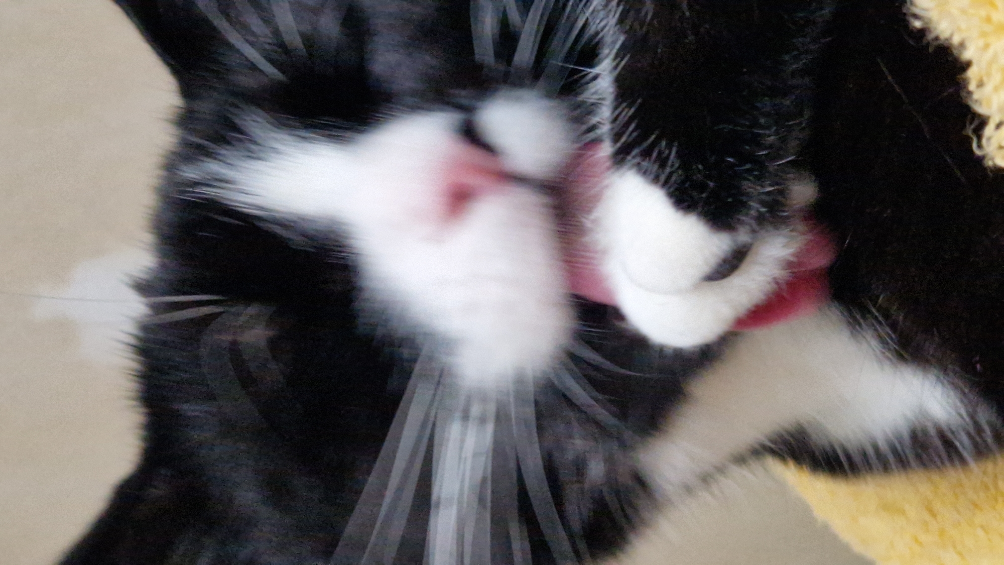 This is a close-up, slightly blurred, indoor photograph of a black and white cat grooming its paw. The cat's face, particularly its nose, mouth, and whiskers, are prominently featured. Its pink tongue is visible as it licks its paw. The cat is resting on what appears to be a yellow textured surface, possibly a blanket or cushion. The background is a neutral, light-colored wall. There is no identifiable information in the image to suggest a specific location within the city of Riga, Latvia.