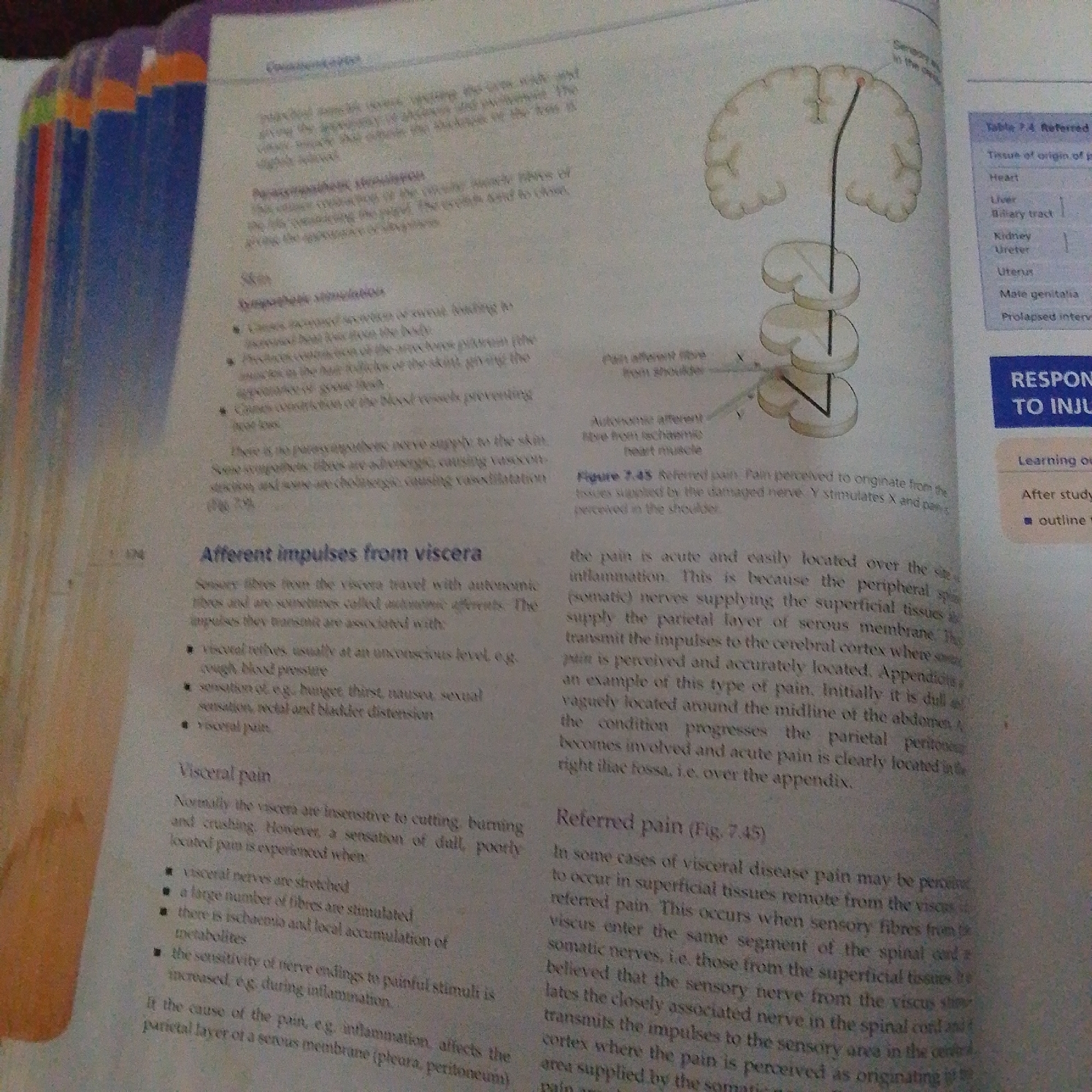 The image is a photograph of an open book, showing text and illustrations related to the nervous system. The book is lying flat, and the pages are slightly creased. The text discusses topics such as "Autonomic nervous system," "Referred pain," and "Visceral pain." There is also a diagram of the brain and spinal cord, illustrating nerve pathways. The lighting in the photograph suggests an indoor setting. There is no information present in the image that relates to the city of Jalingo, Nigeria, or any forensic details about a scene.