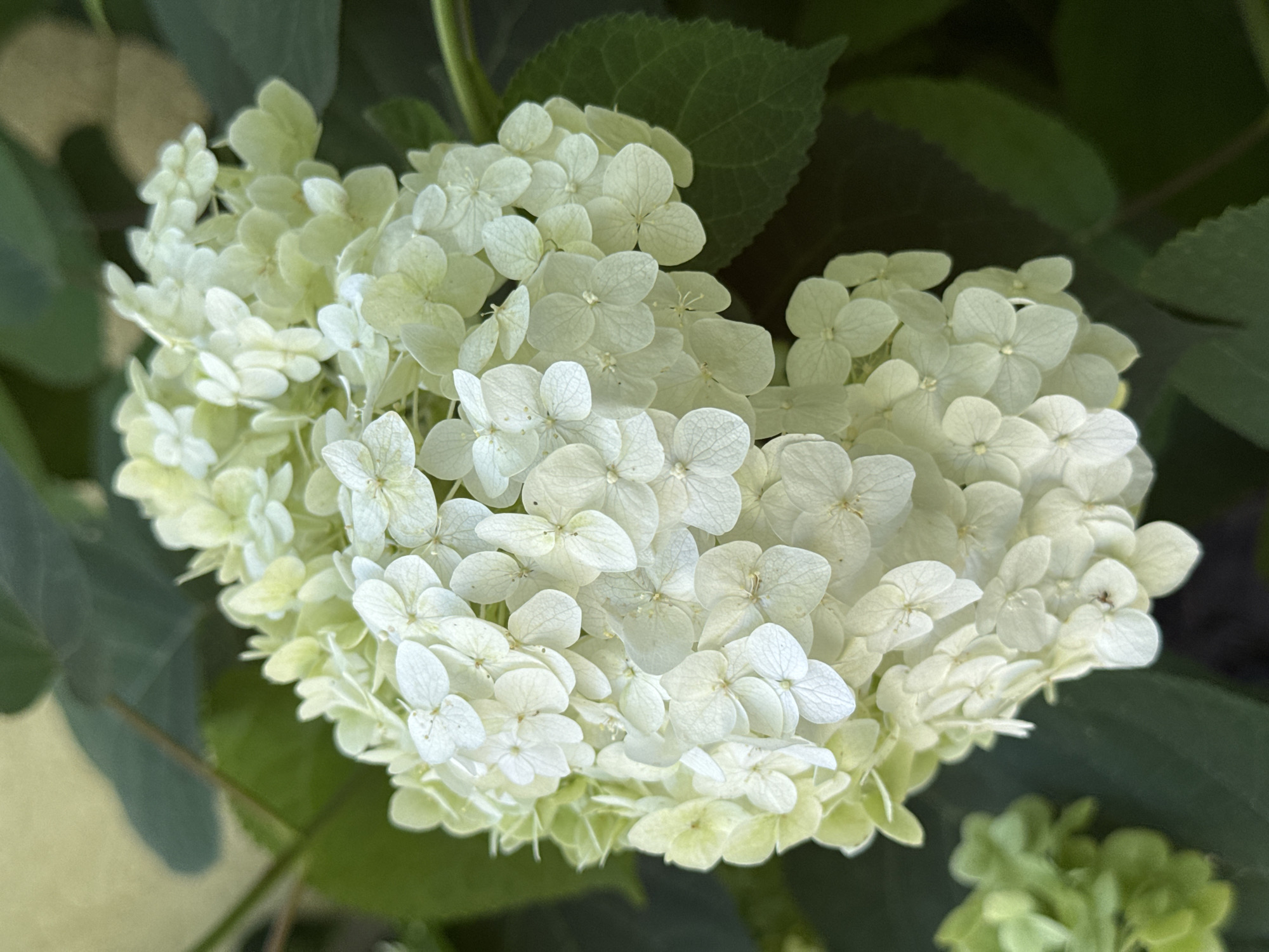 A close-up, high-angle shot captures a large cluster of white hydrangeas in bloom, interspersed with lighter green buds, set against a backdrop of dark green leaves and a pale yellow wall. The hydrangeas are predominantly white with some hints of pale green, and their petals are delicately textured. The image is shot in Camenca, Moldova.